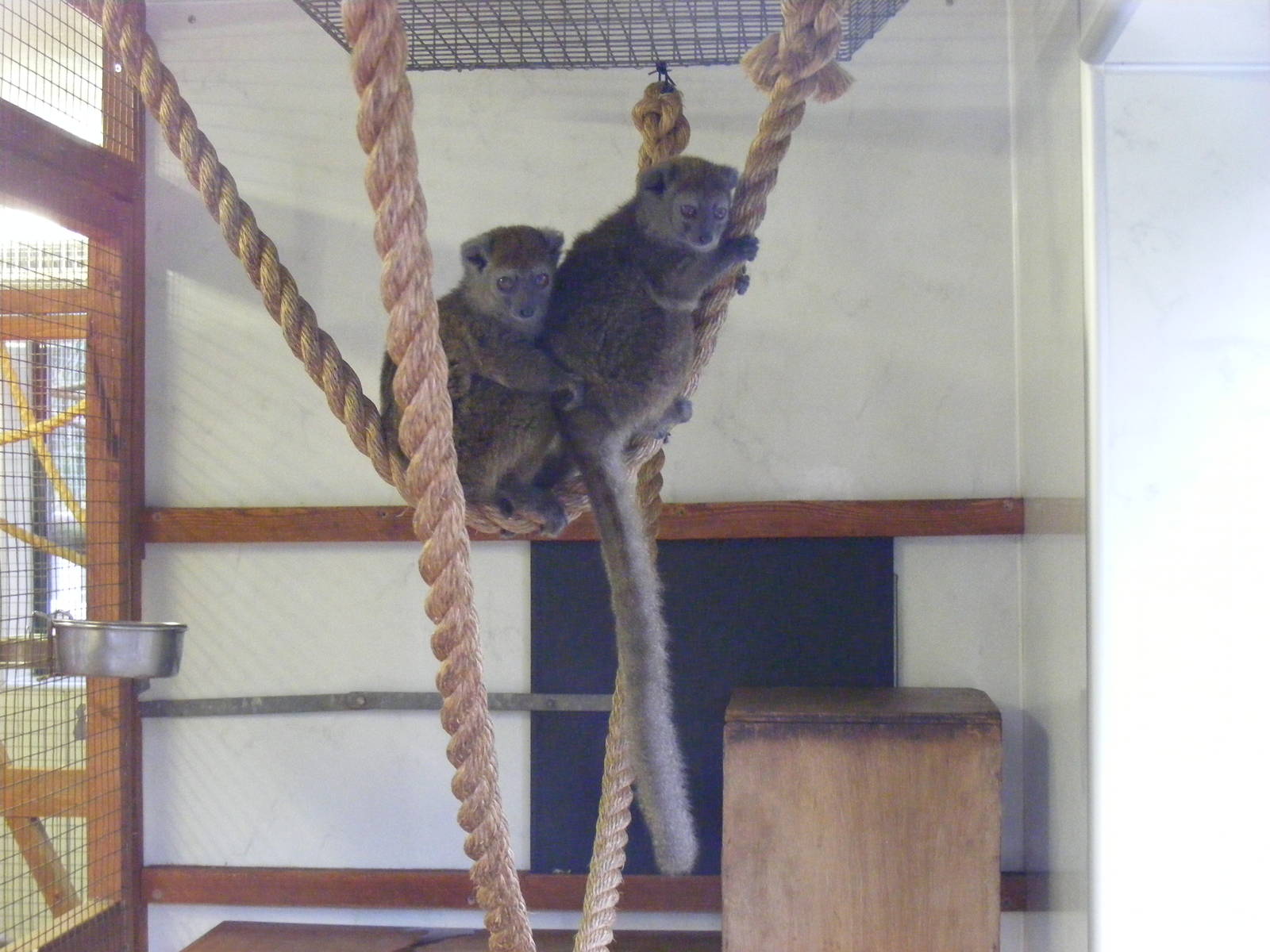 Sambirano bamboo lemurs at Banham Zoo, 14 September 2010