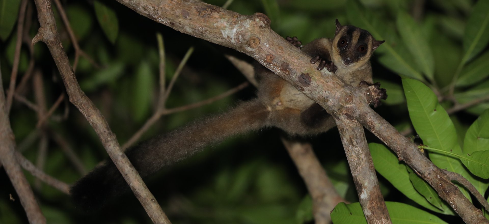 Sambirano Fork-marked Lemur (Phaner parienti)