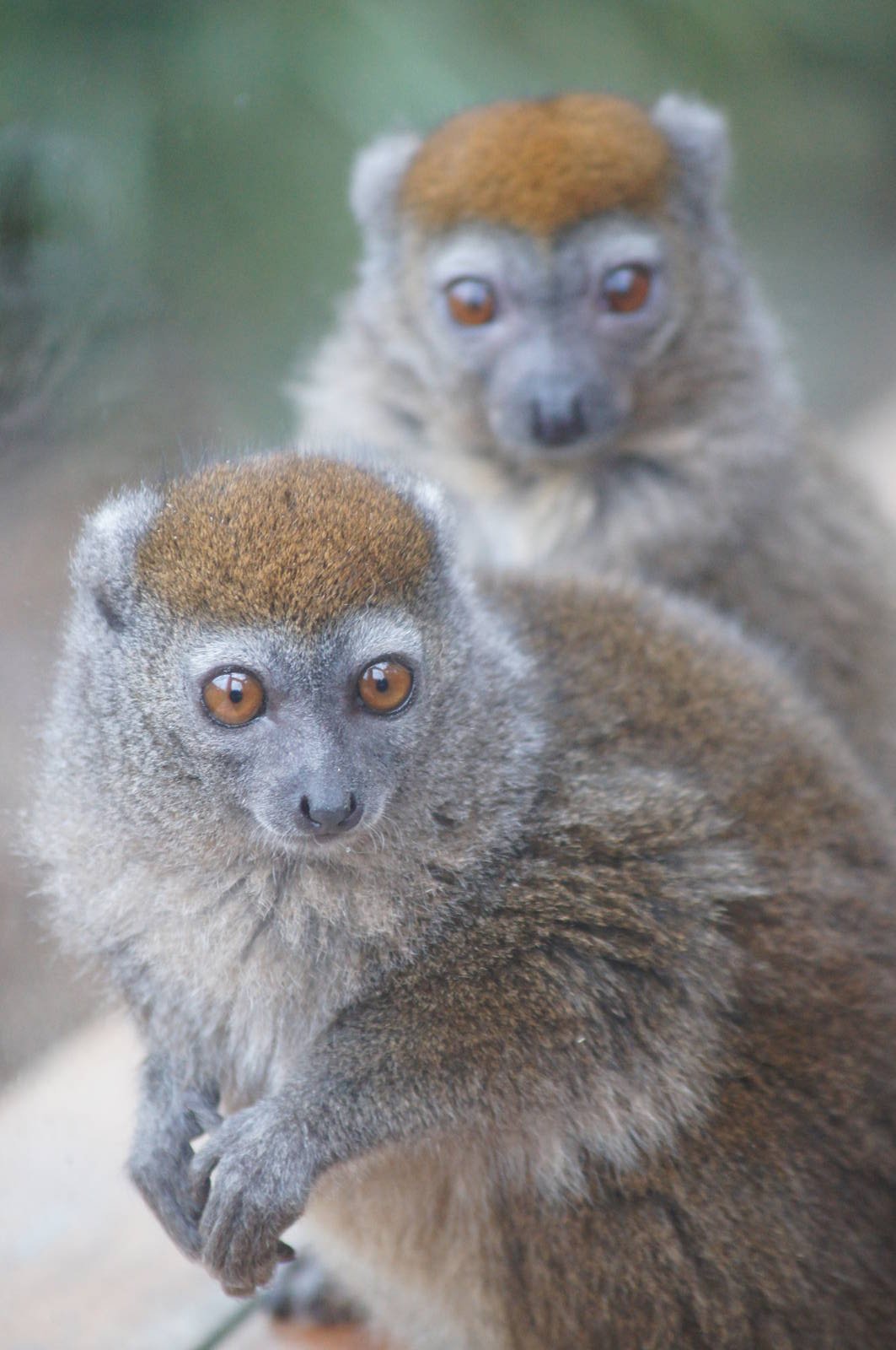 Sambrino gentle lemur
