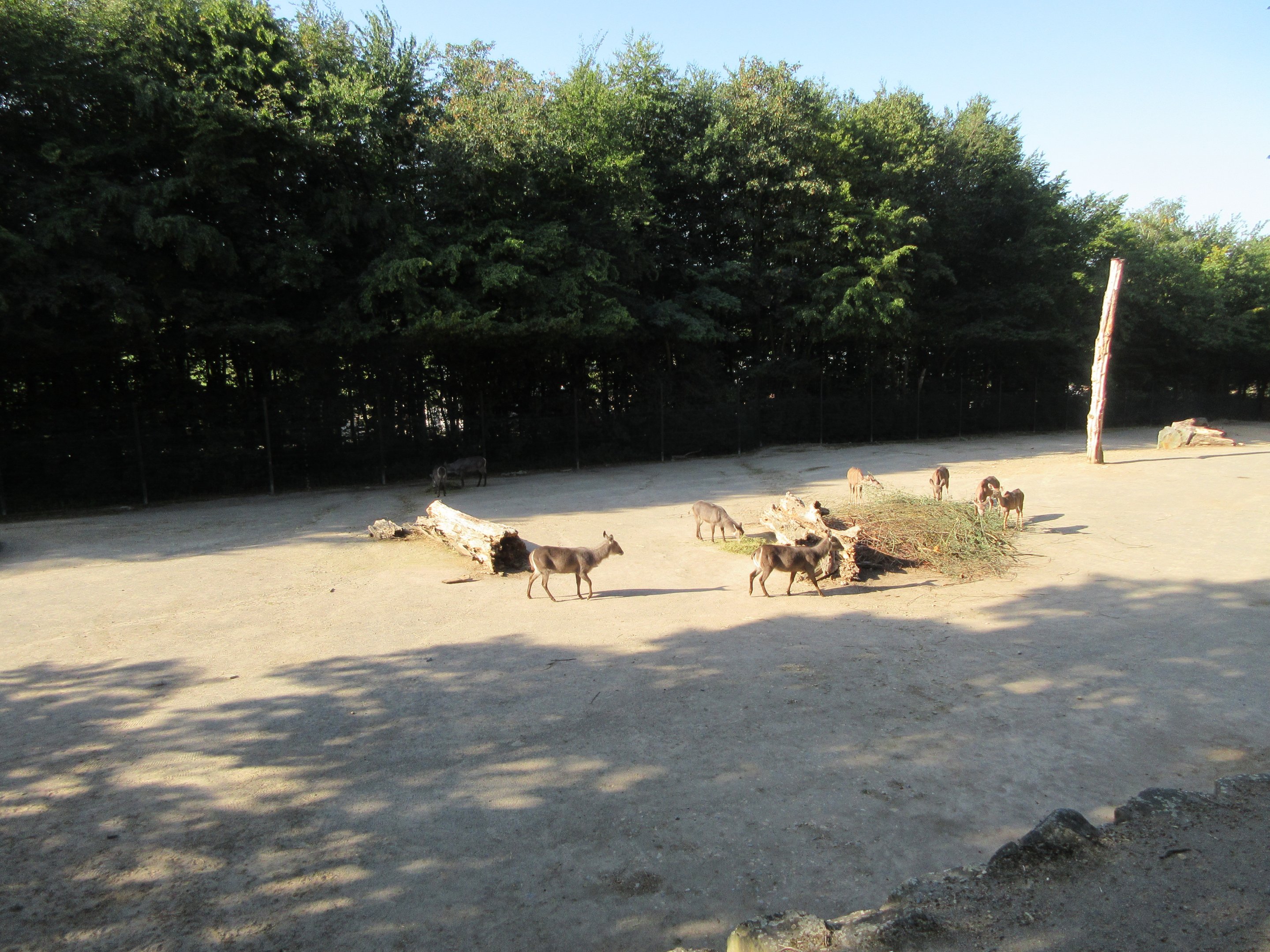 Samburu - African Savanna (5 species)