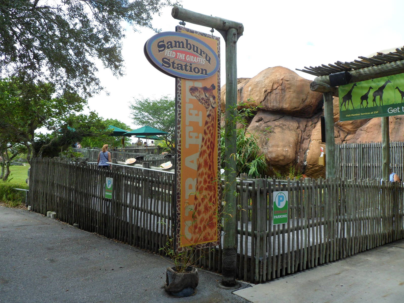 Samburu Giraffe Feeding Station