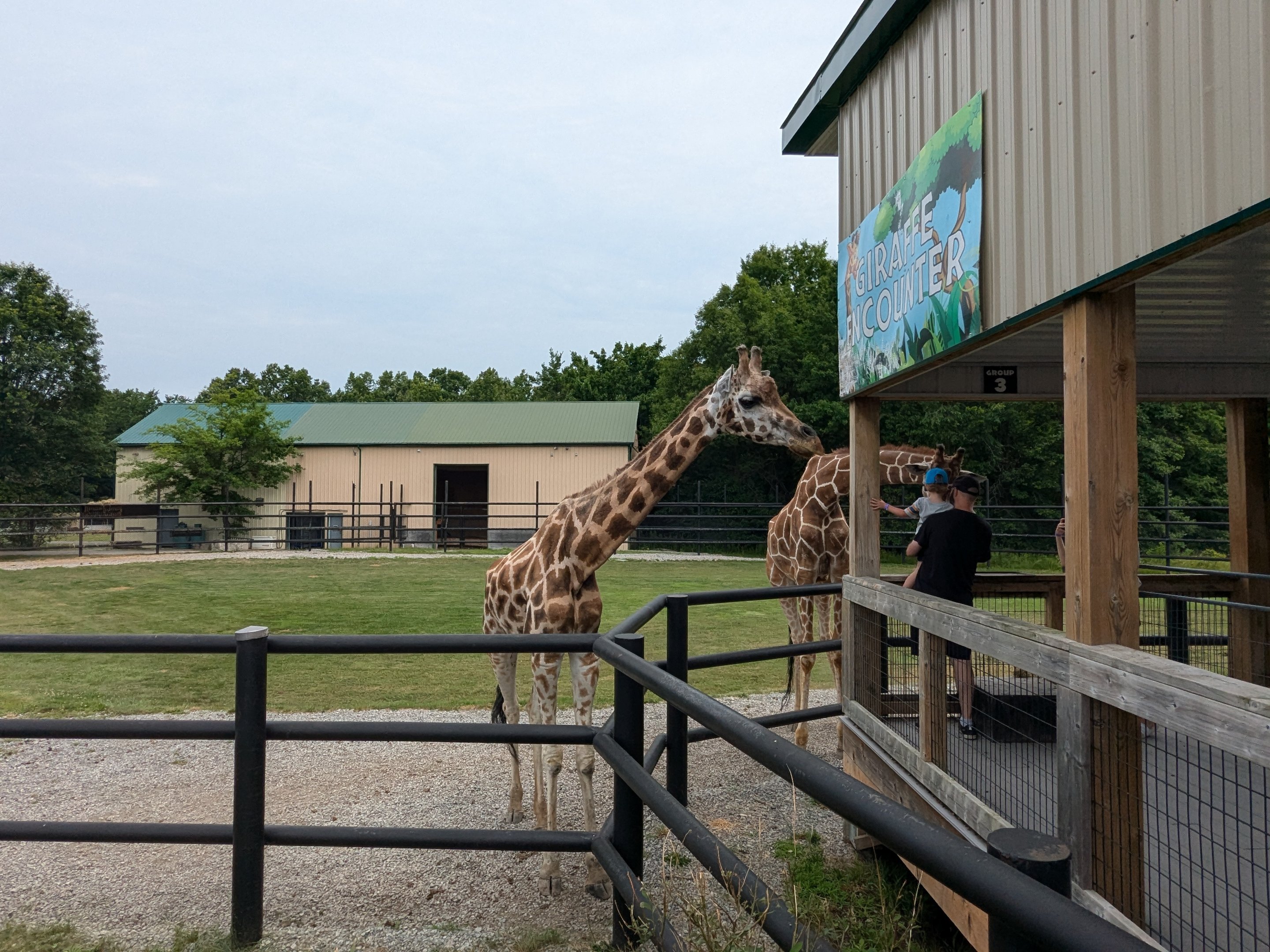 Samburu Sanctuary - Giraffe deck