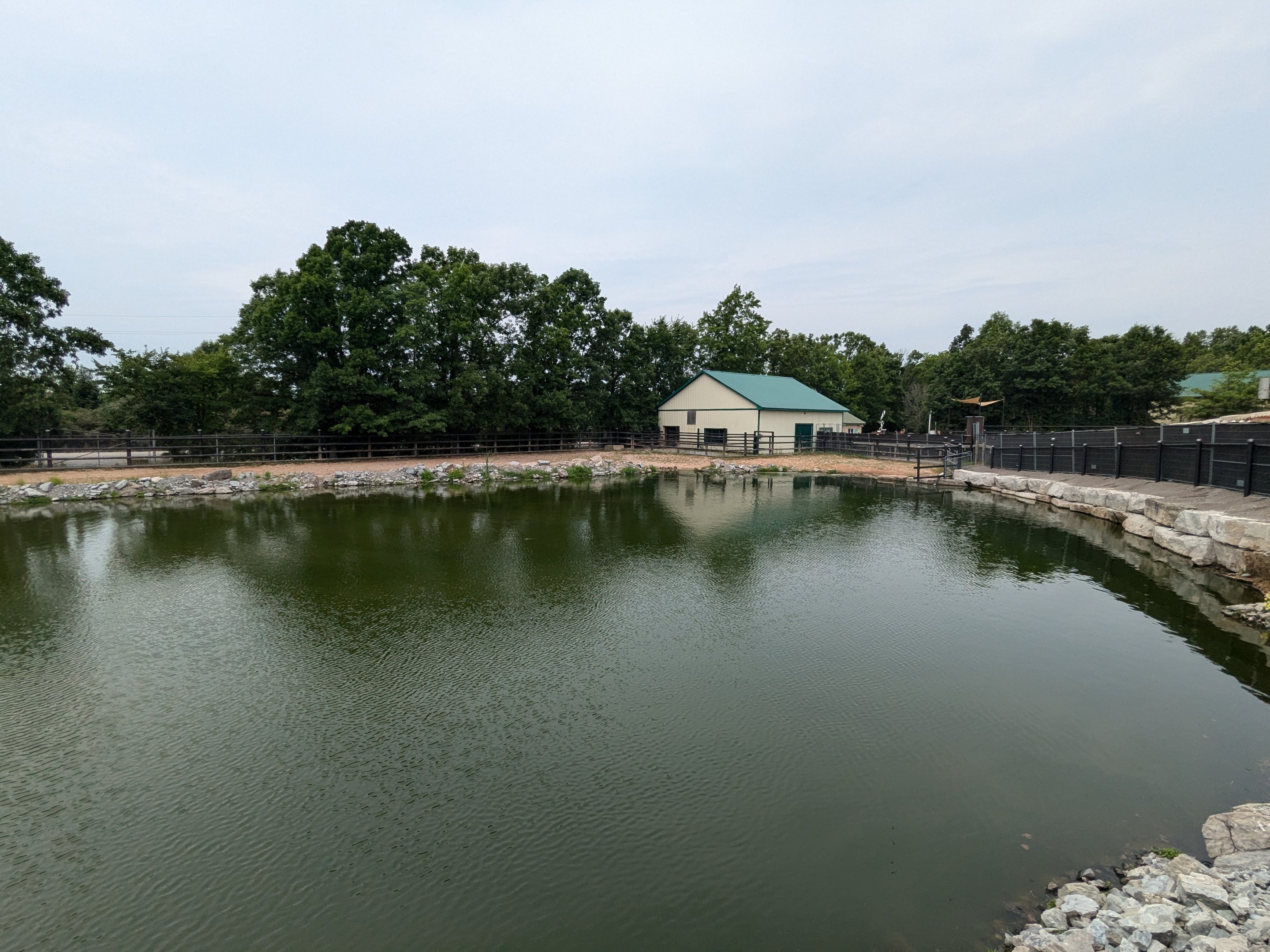 Samburu Sanctuary - Nile hippo