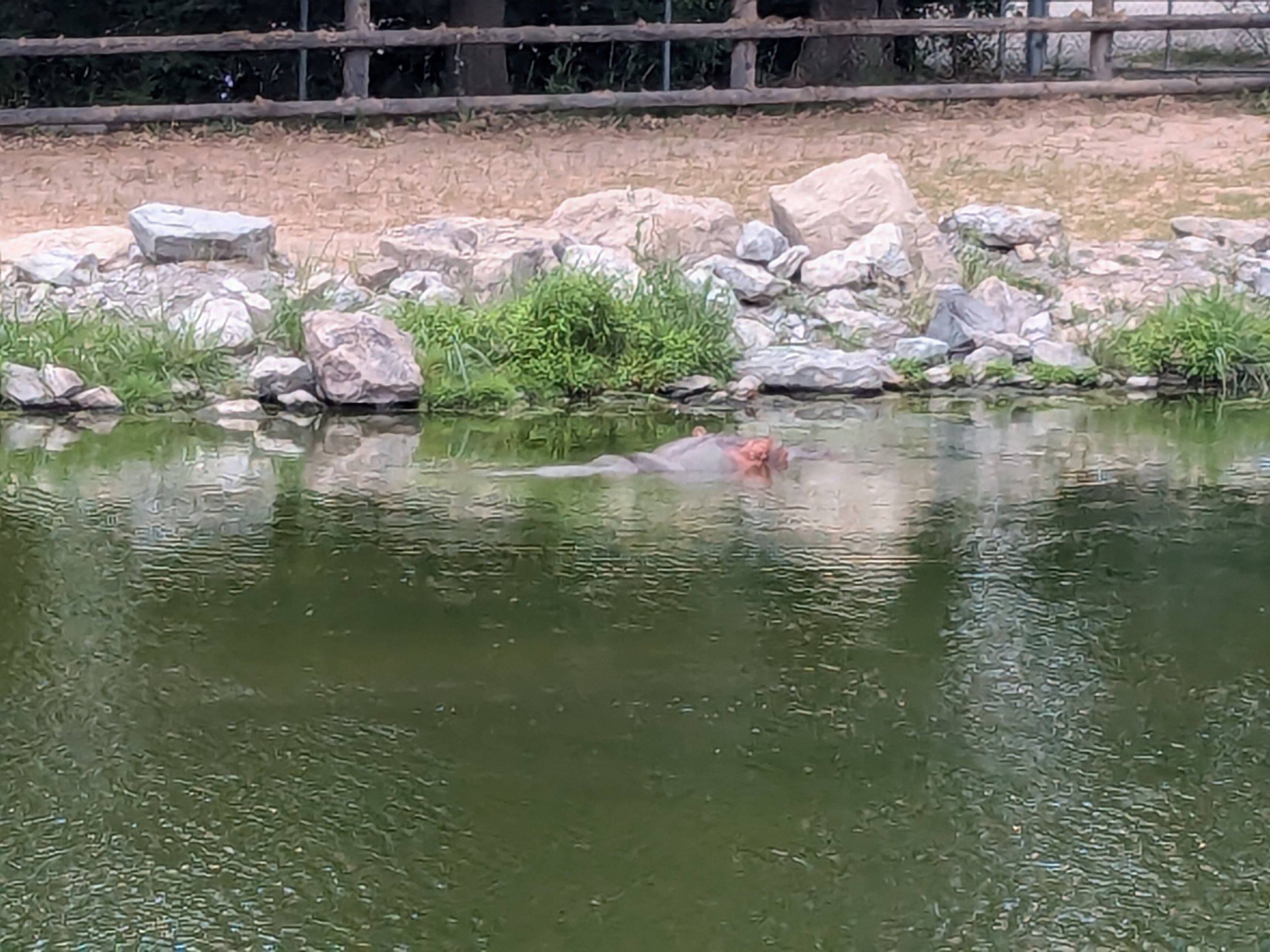 Samburu Sanctuary - Nile hippo