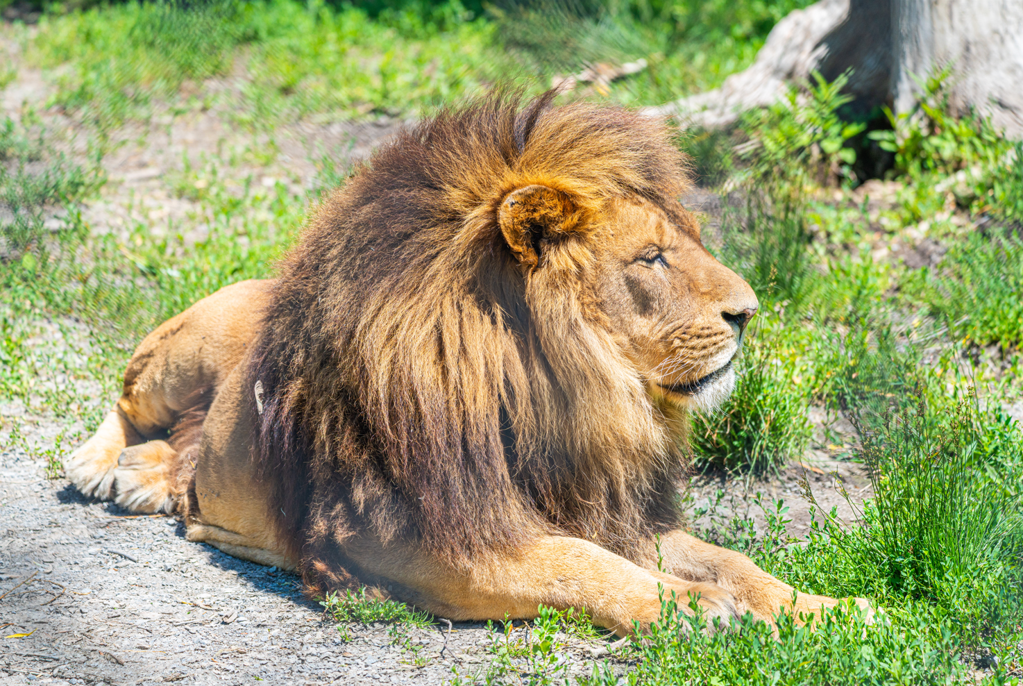 Samiro the male African Lion