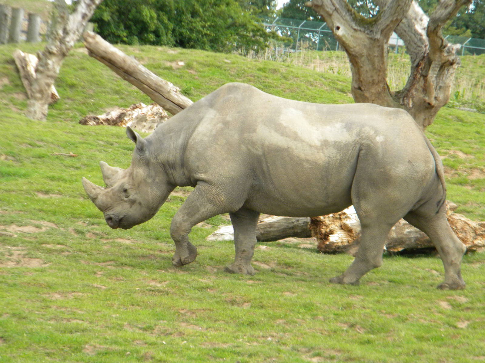 Sammy the Eastern Black Rhino at Chester Zoo 11/06/11