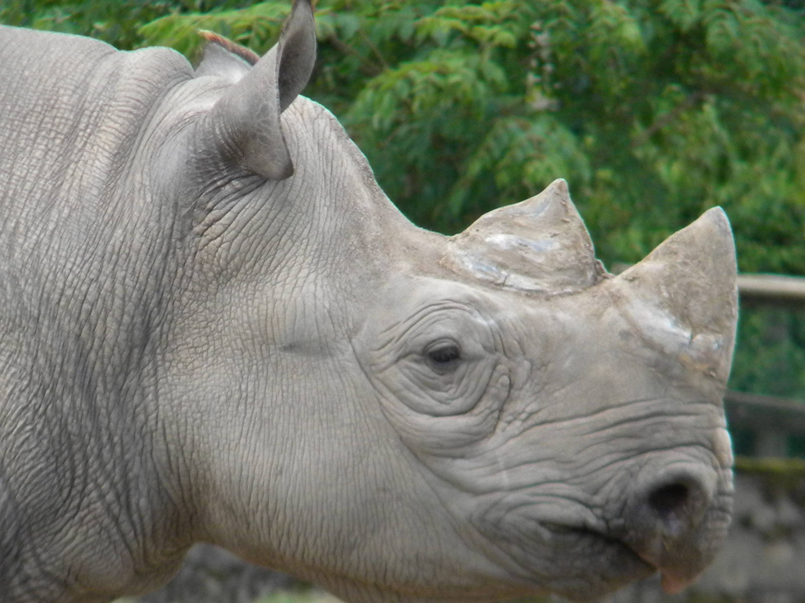 Sammy the Eastern Black Rhino at Chester Zoo 11/06/11