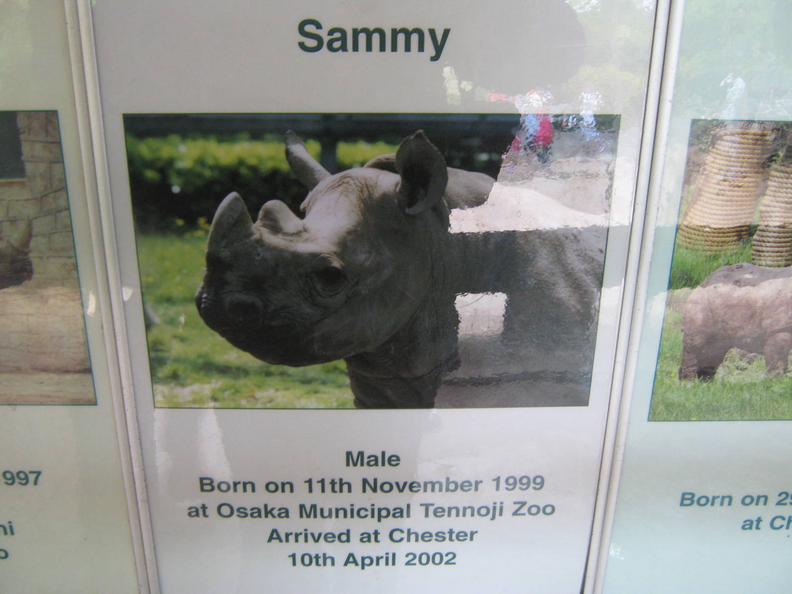 Sammy's ID plaque in Tsavo House.