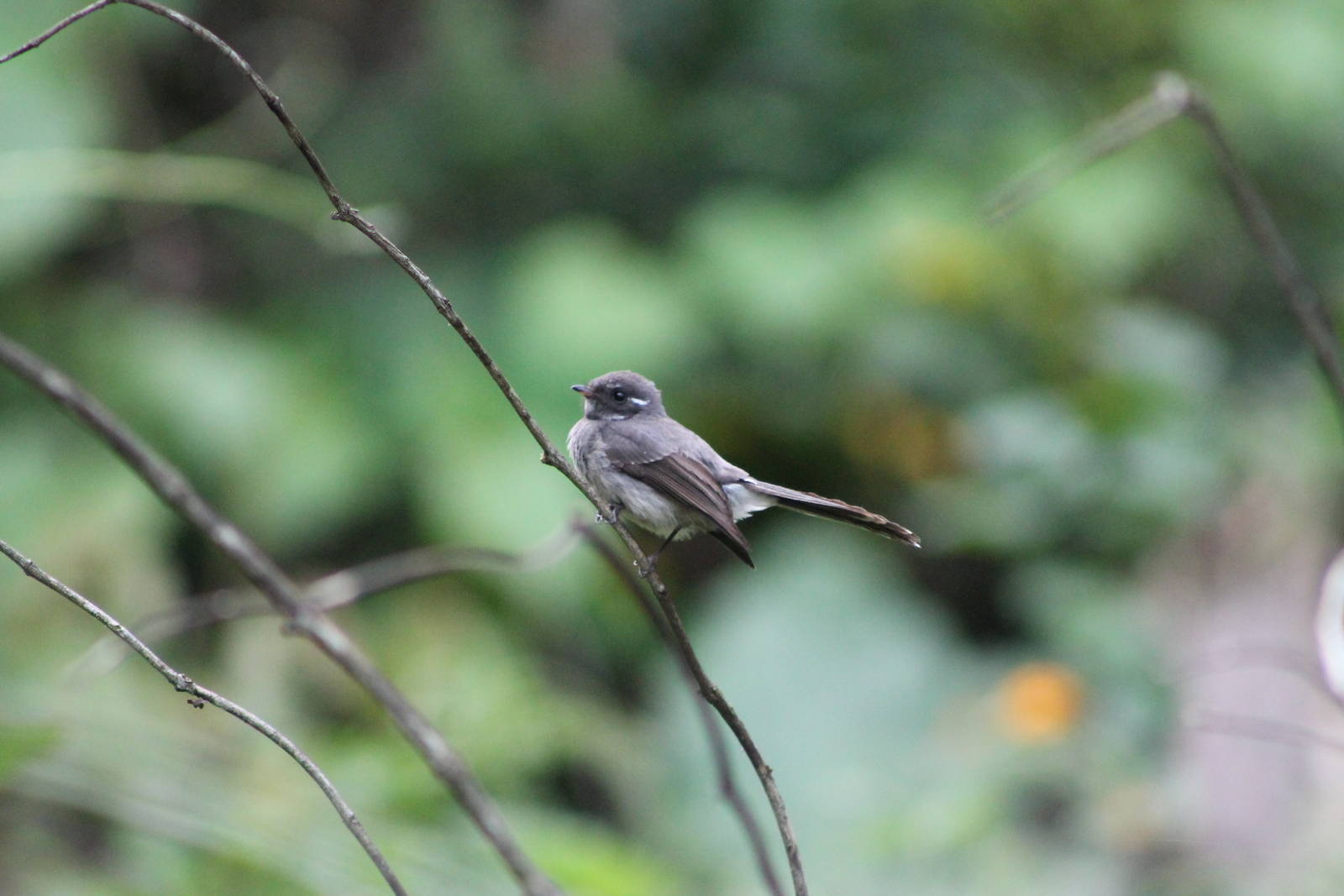 Samoan fantail (Rhipidura nebulosa)