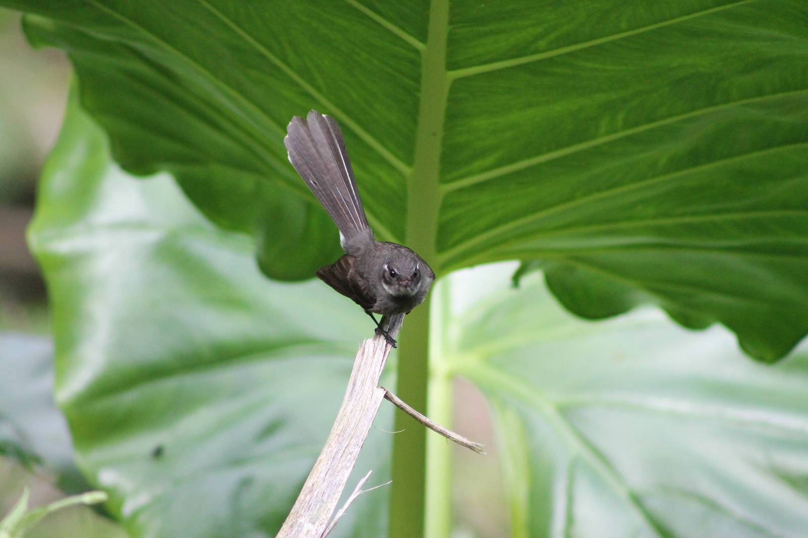 Samoan fantail (Rhipidura nebulosa)