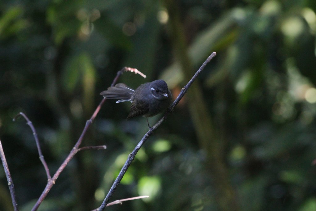 Samoan Fantail