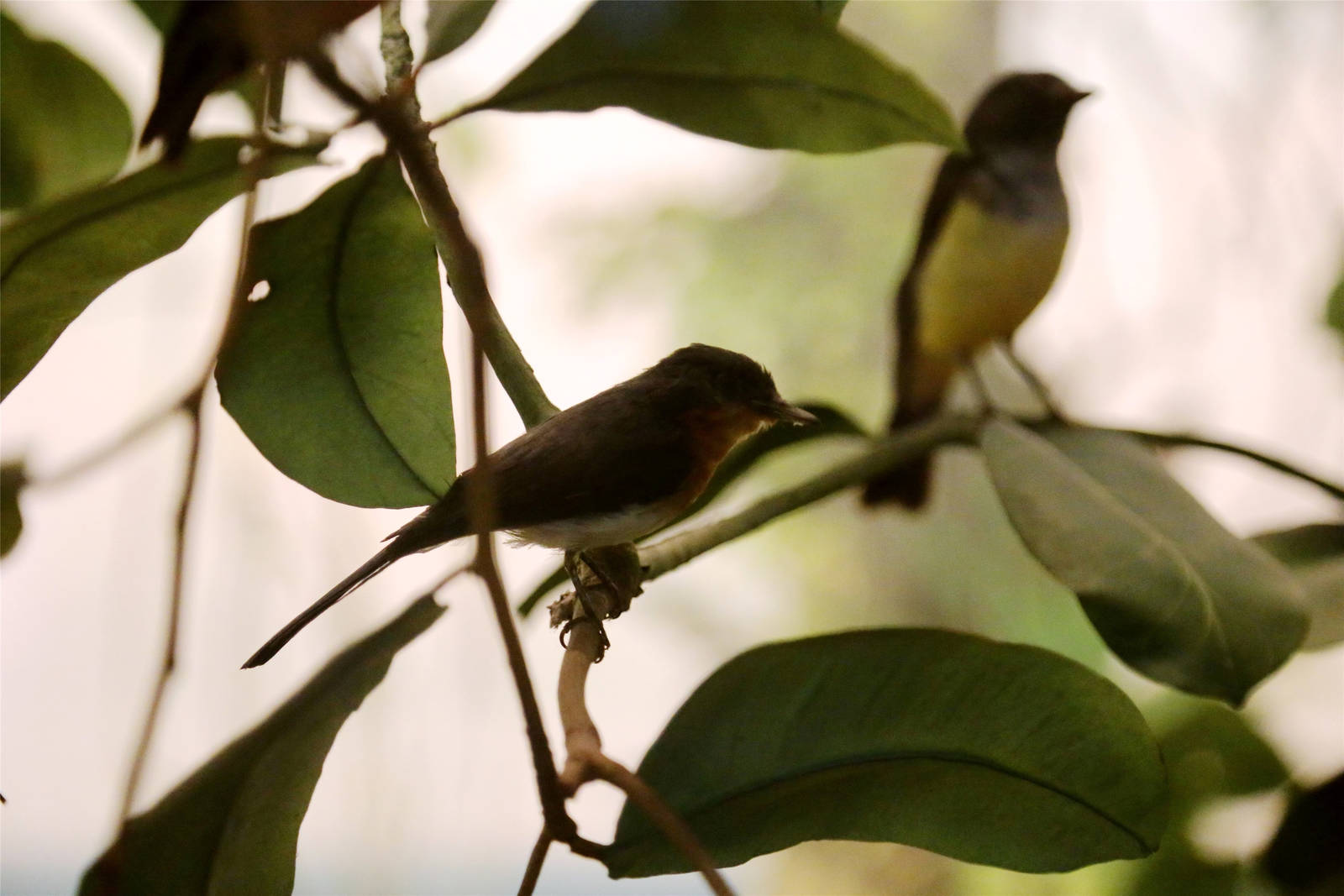 Samoan flycatcher (Myiagra albiventris)