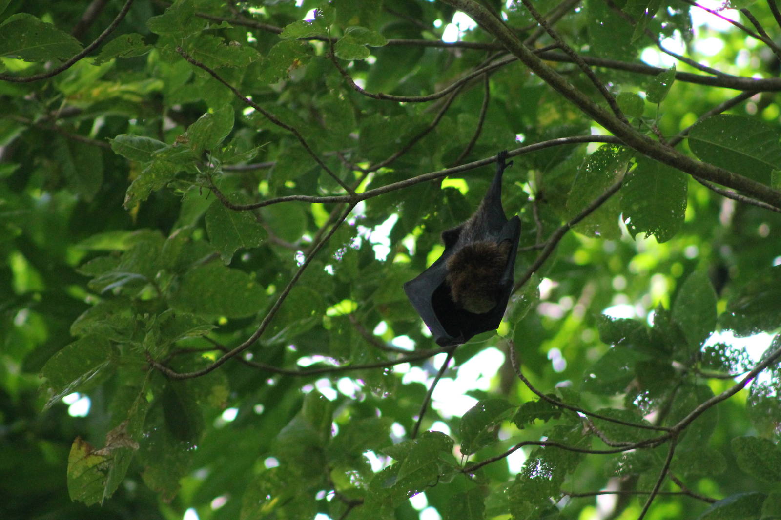 Samoan flying fox (Pteropus samoensis)