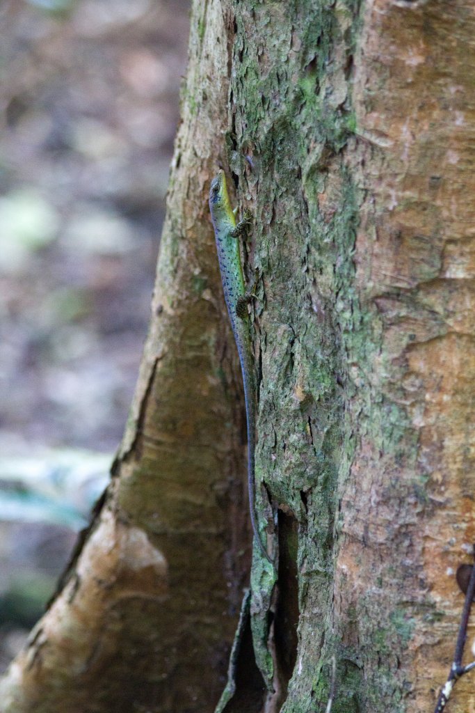 Samoan Skink (Emoia samoensis)