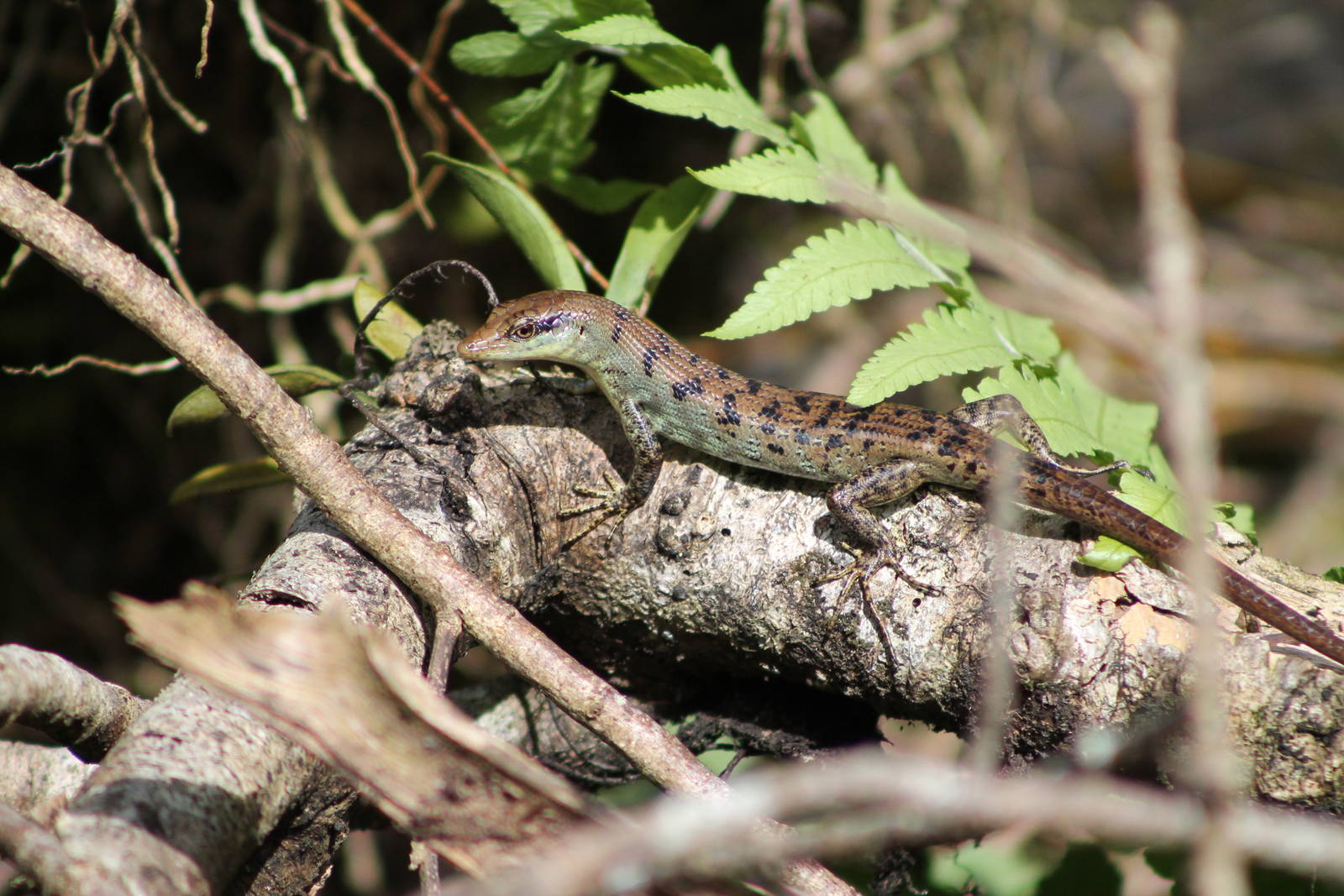 Samoan skink (Emoia samoensis)
