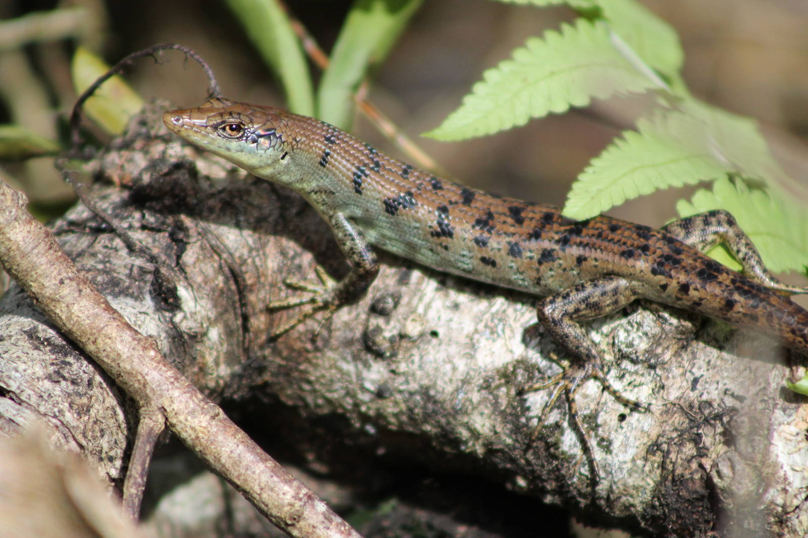Samoan skink (Emoia samoensis)