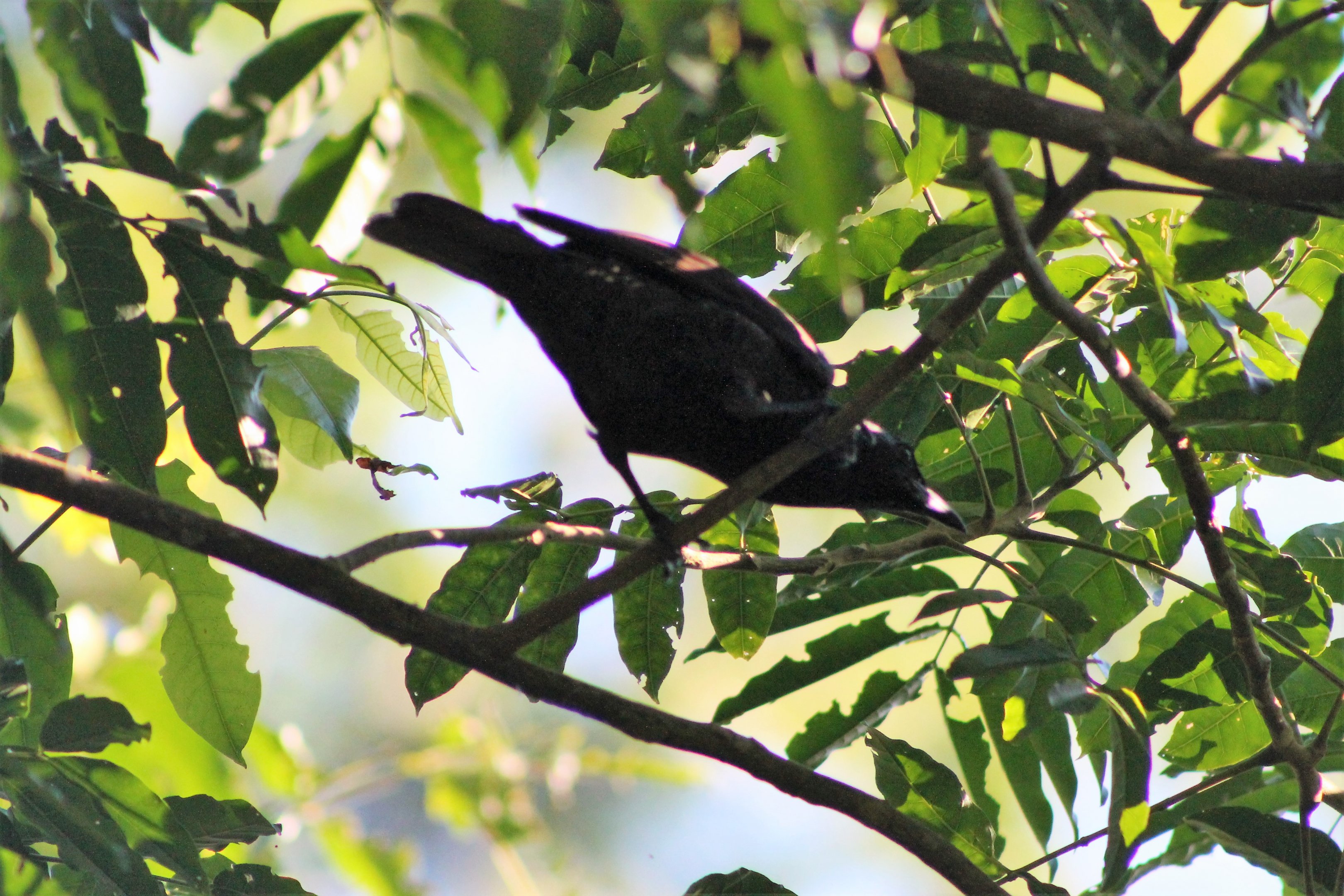 Samoan Starling (Aplonis atrifusca)
