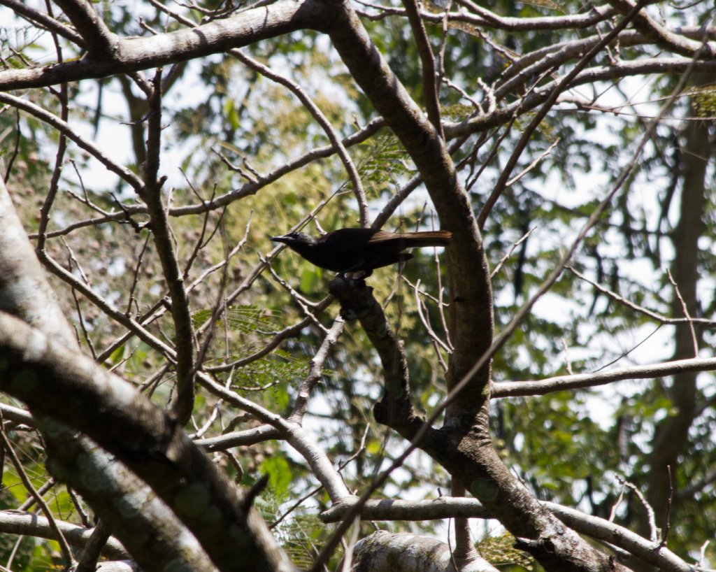 Samoan Starling