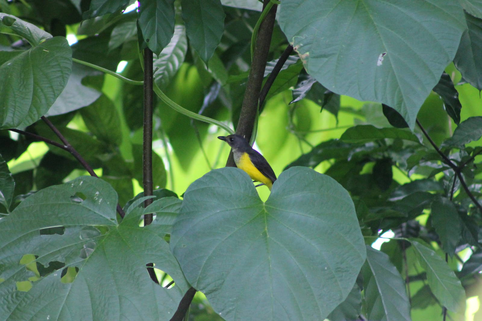 Samoan whistler (Pachycephala flavifrons)