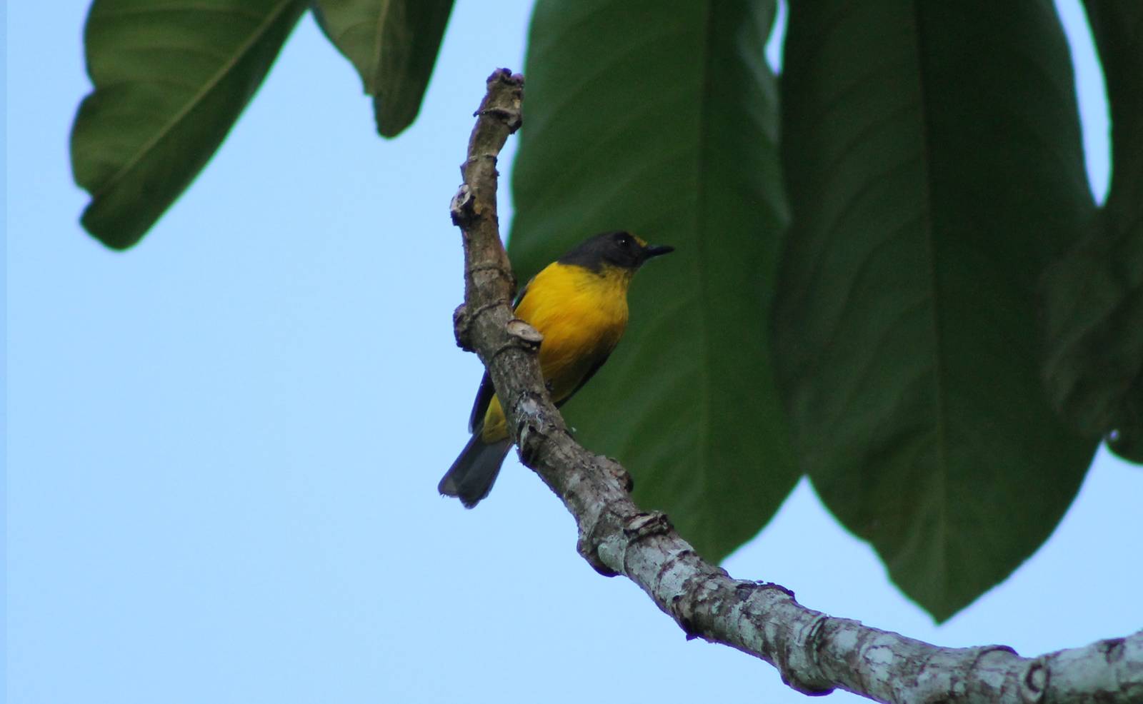 Samoan whistler (Pachycephala flavifrons)