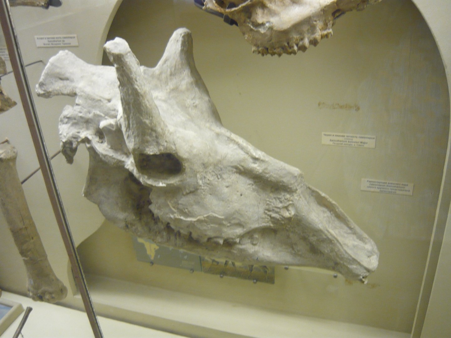 Samotherium boissieri skull (cast)