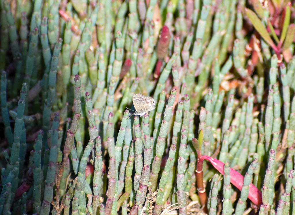 Samphire Blue, Theclinesthes sulpitius