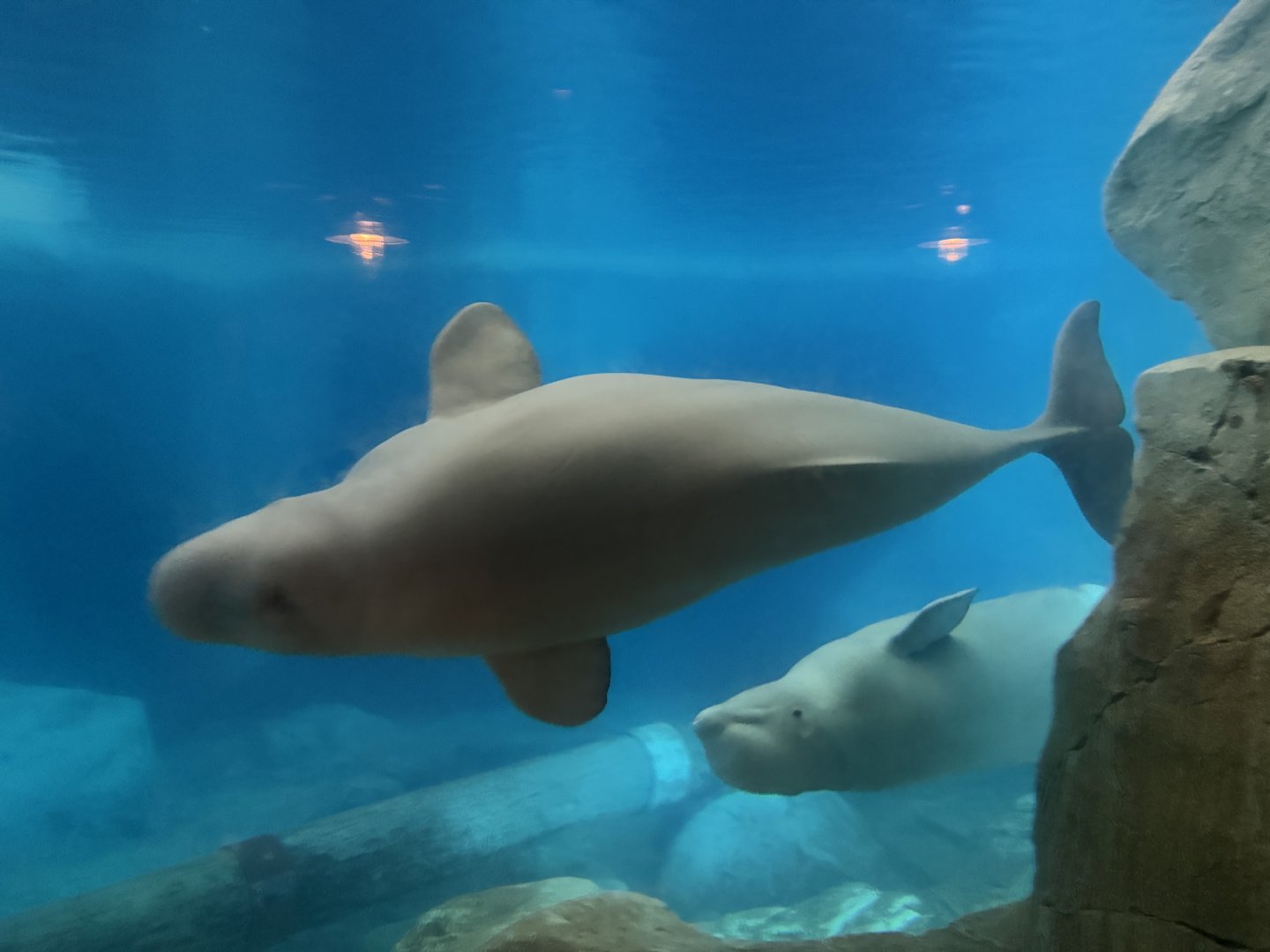 Samson and Kenai Beluga Whales