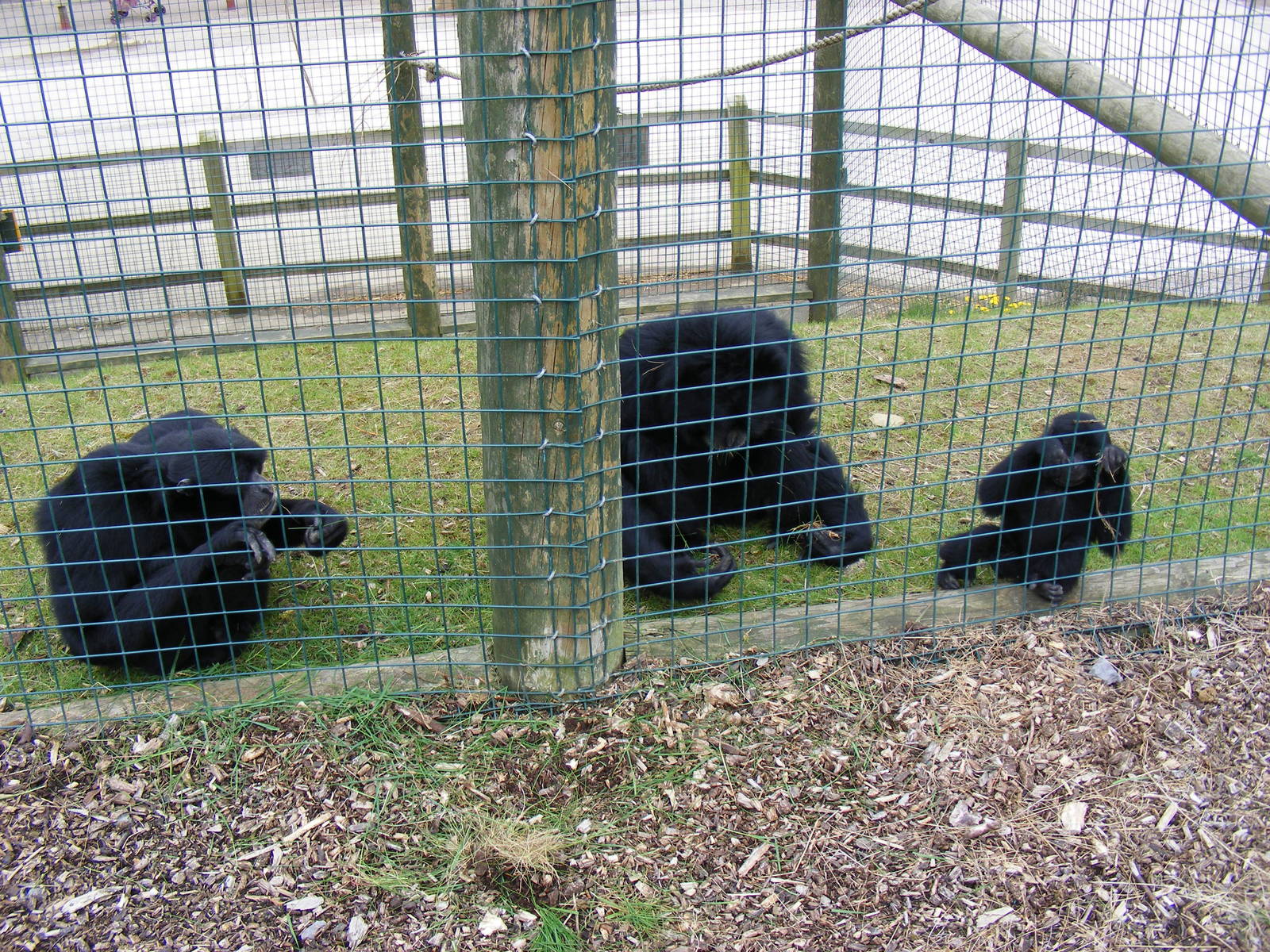 Samson, Salome and Sultana the siamang gibbons at Noah's Ark Zoo Farm, 1 Ma