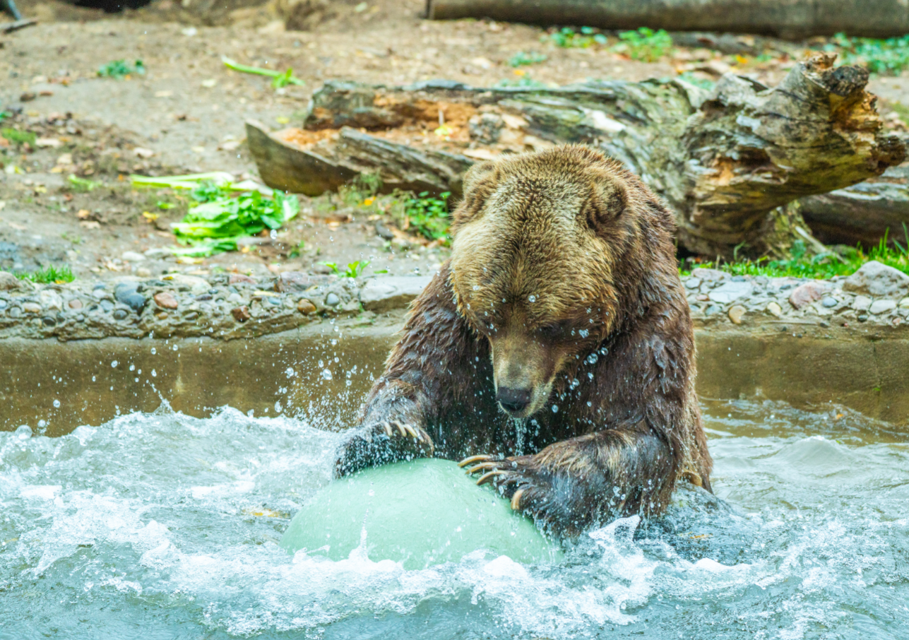 Samson the male Grizzly Bear