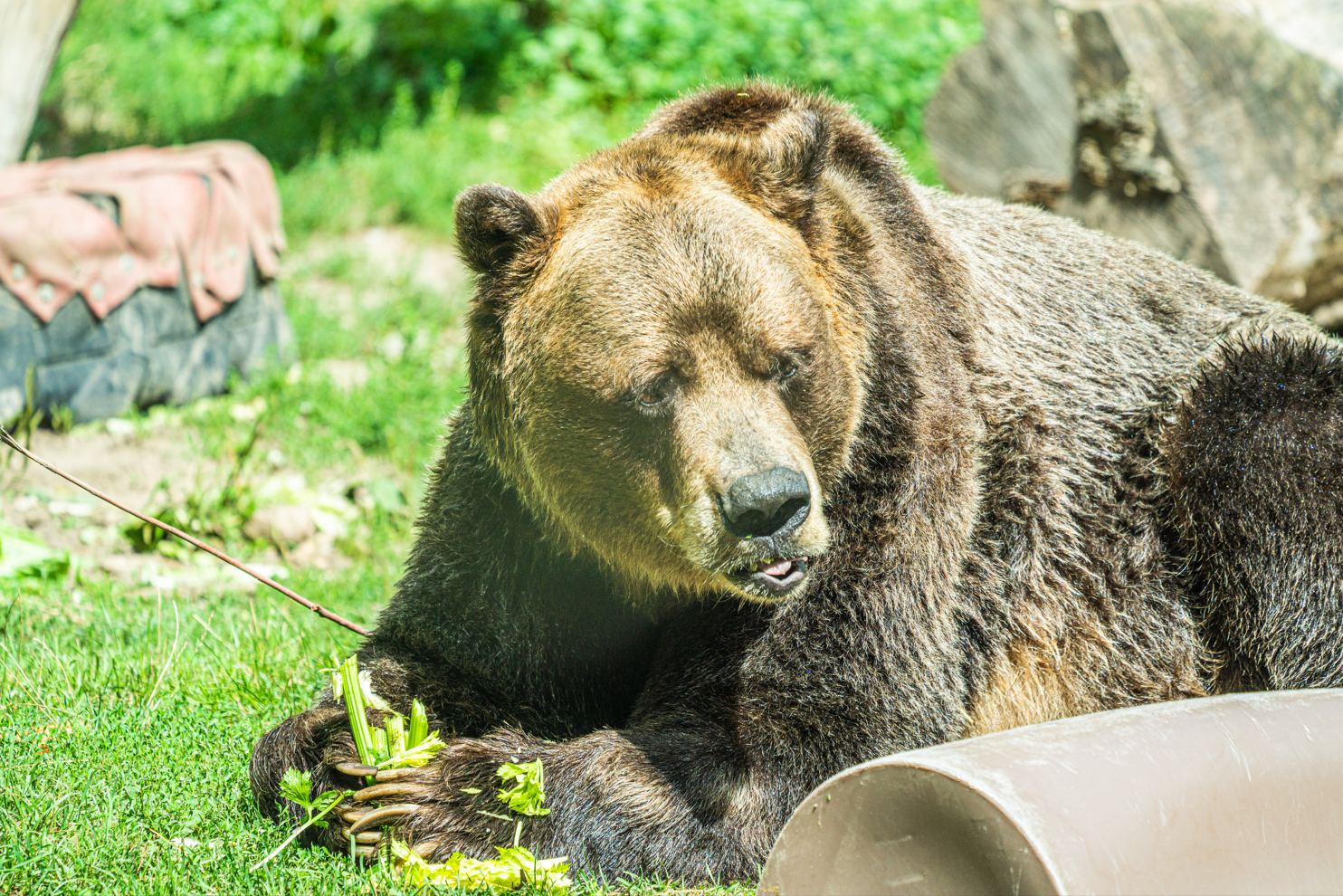 Samson the male Grizzly Bear