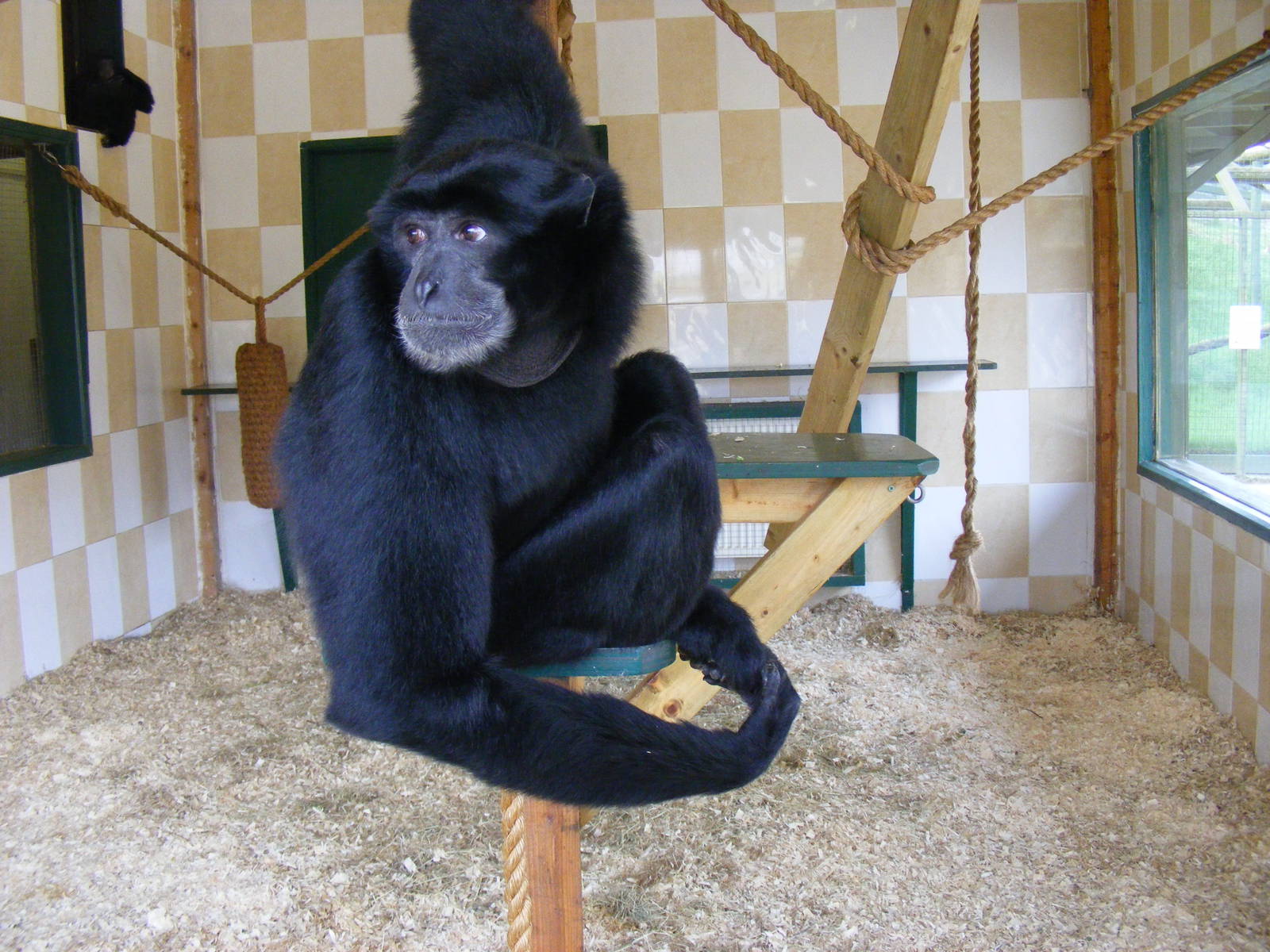 Samson the siamang gibbon at Noah's Ark Zoo Farm, 5 March 2011