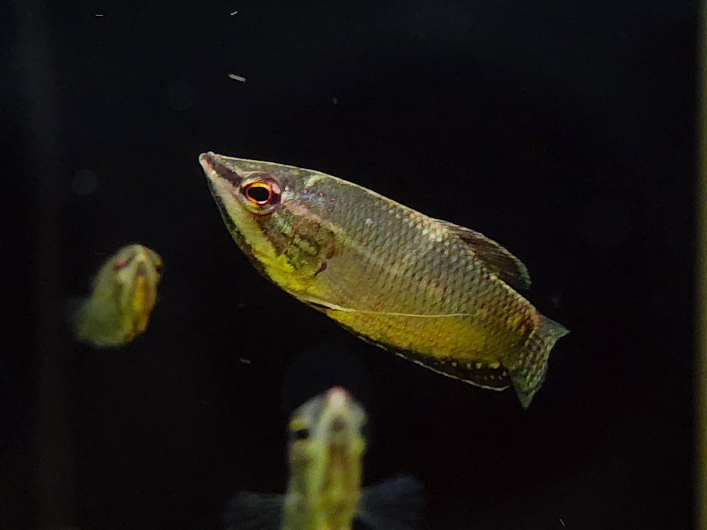 Samurai Gourami (Sphaerichthys vaillanti)