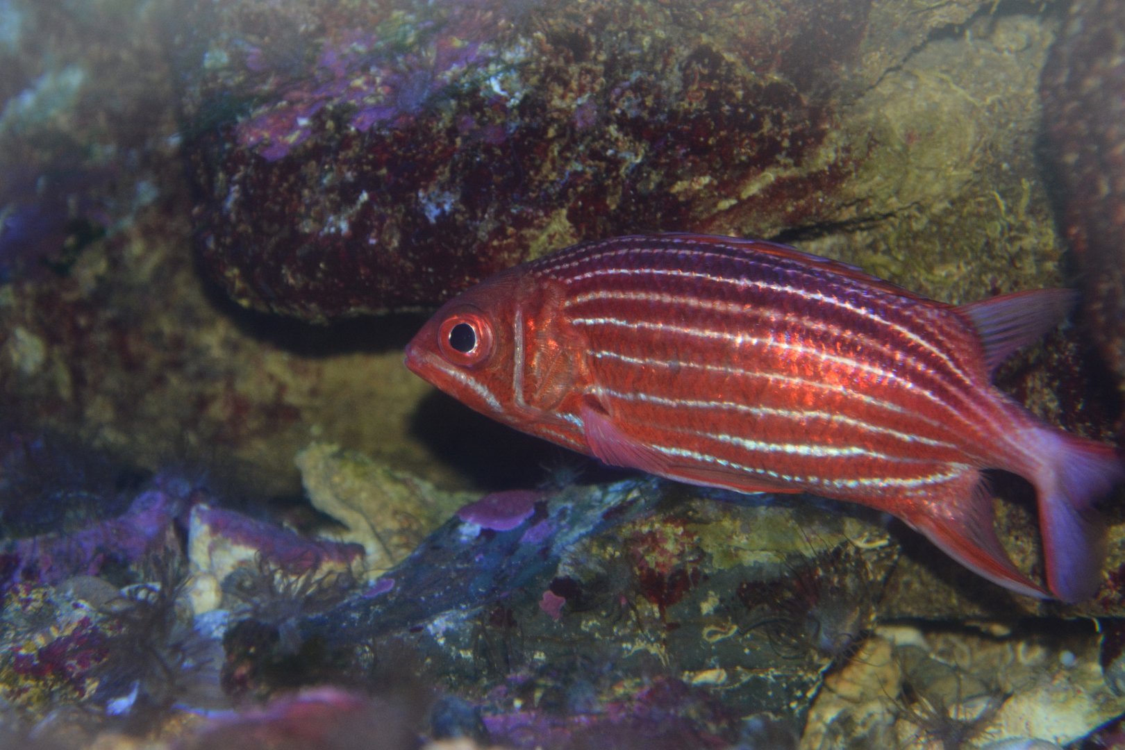Samurai squirrelfish (Sargocentron ittodai)