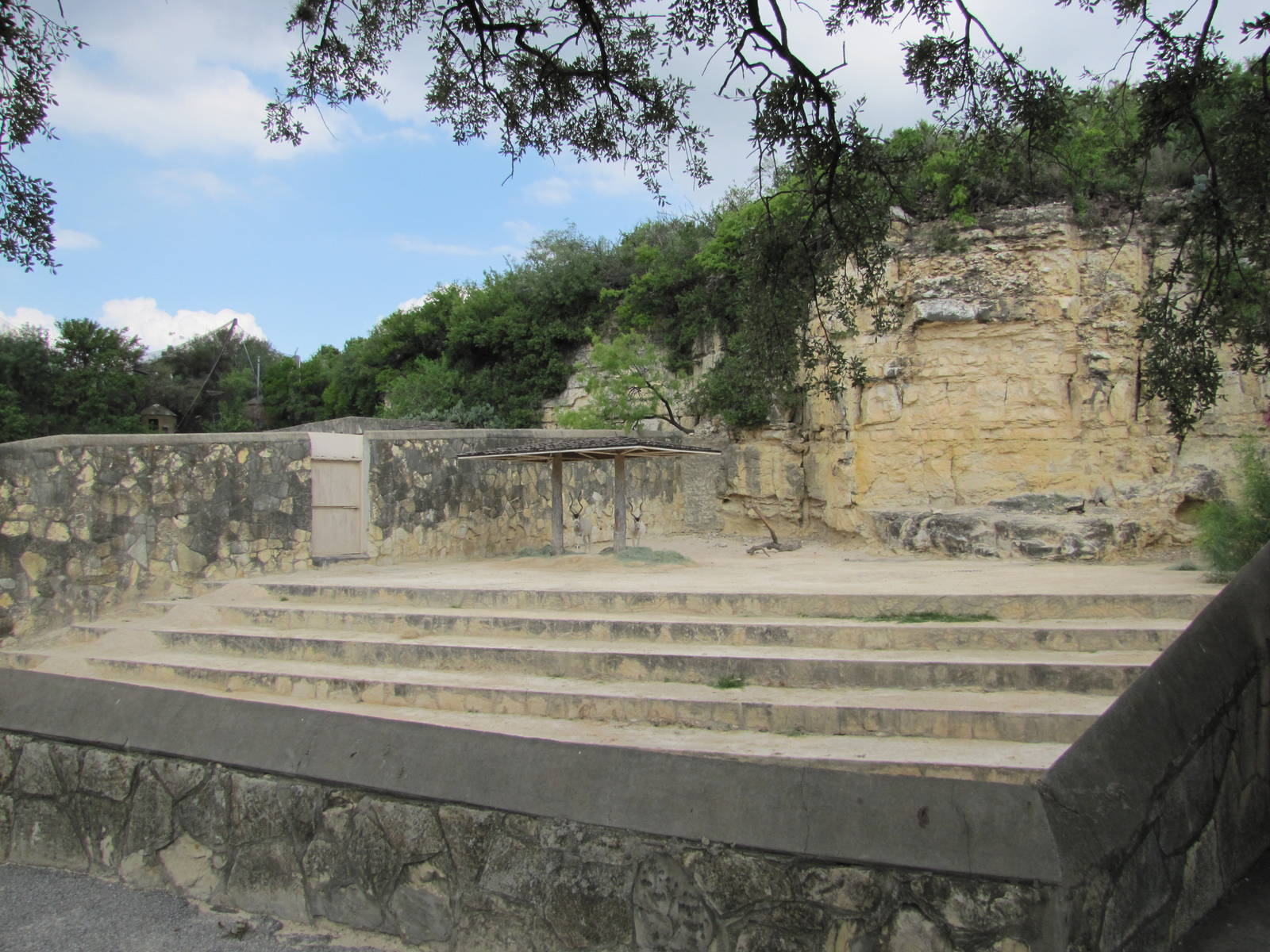 San Antonio Zoo 2010 - Addax exhibit