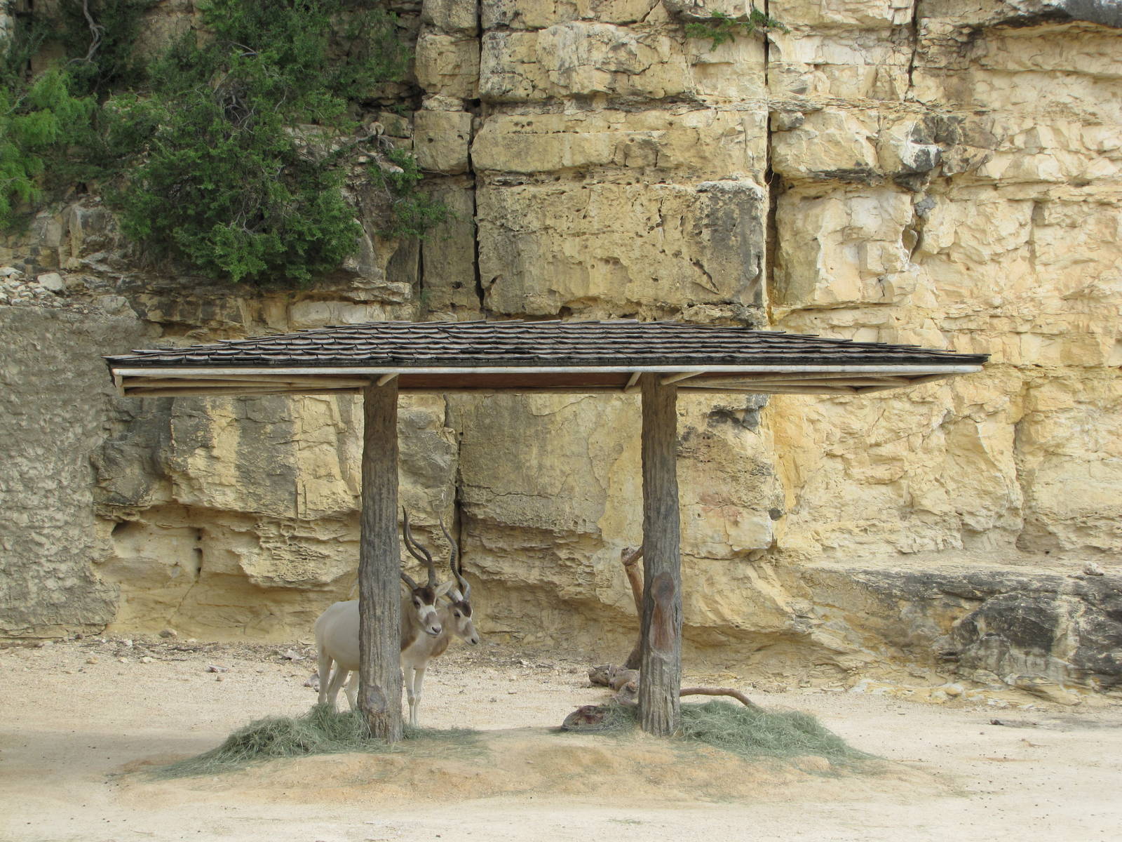 San Antonio Zoo 2010 - Addax