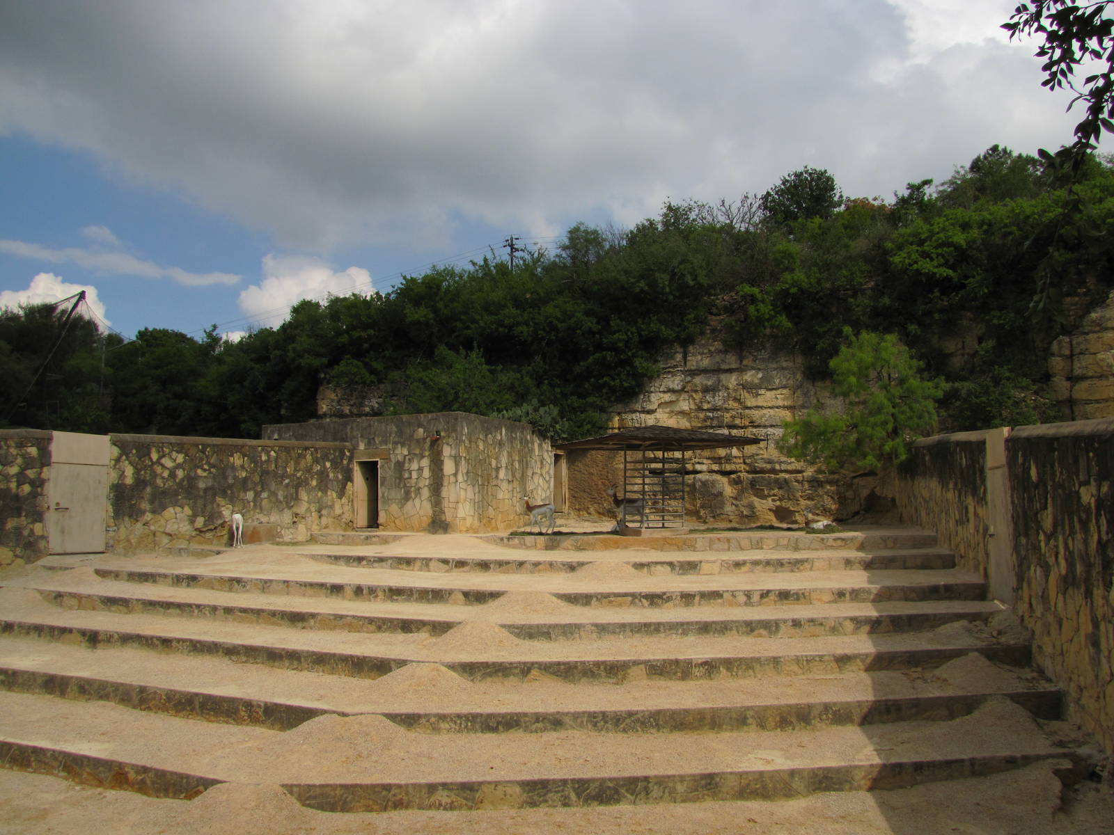 San Antonio Zoo 2010 - Addra Gazelle exhibit