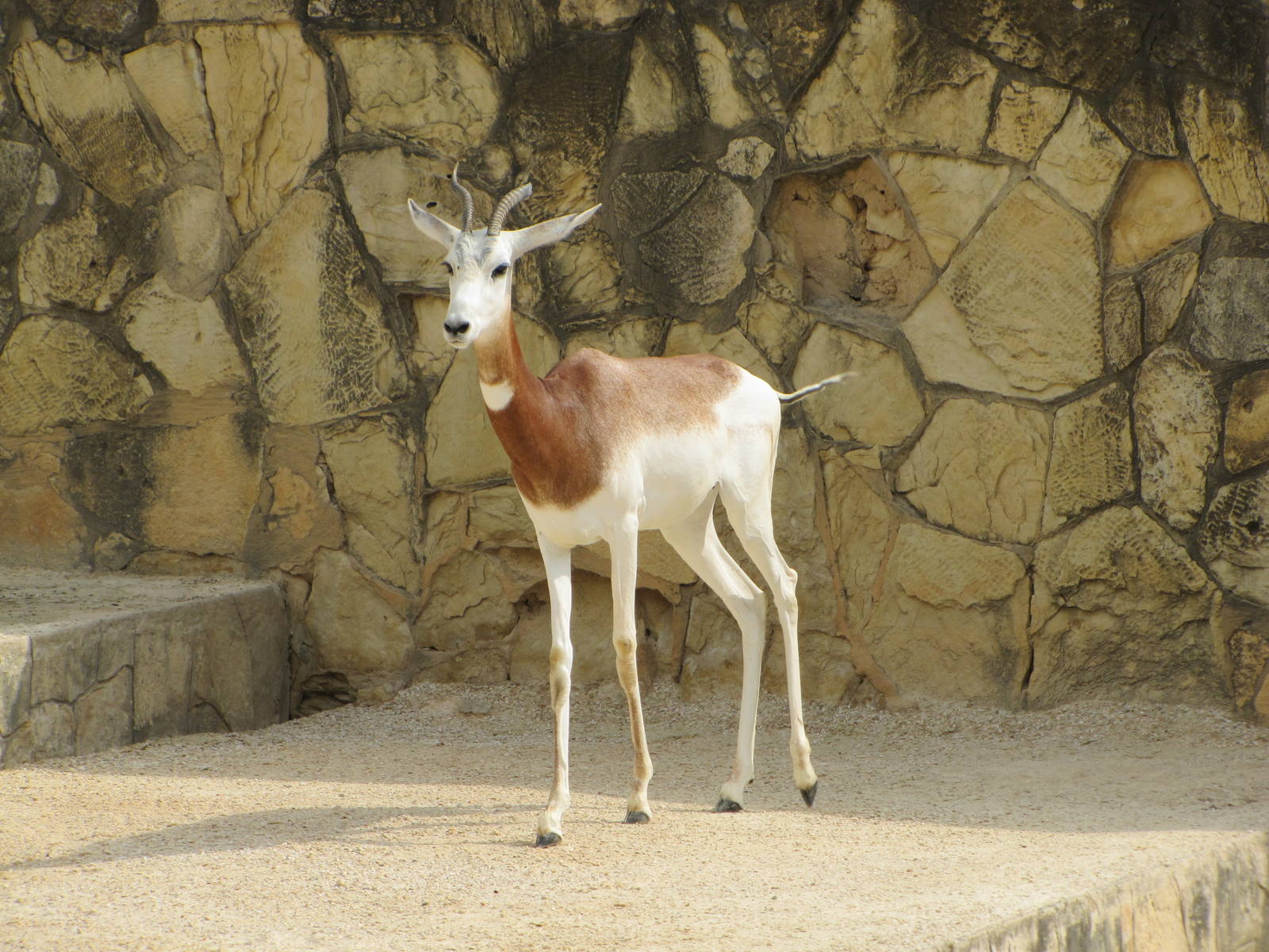 San Antonio Zoo 2010 - Addra Gazelle