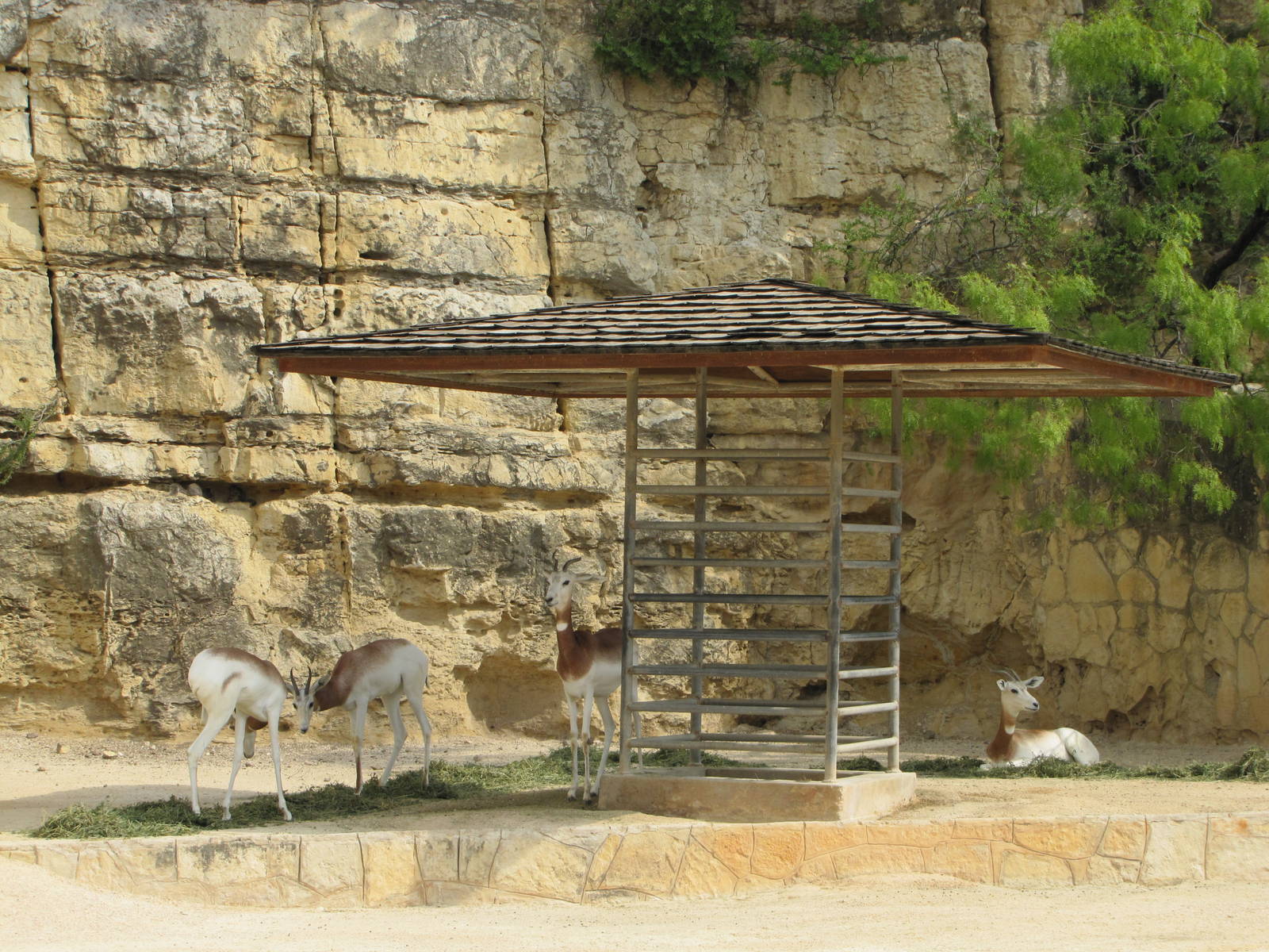 San Antonio Zoo 2010 - Addra Gazelles