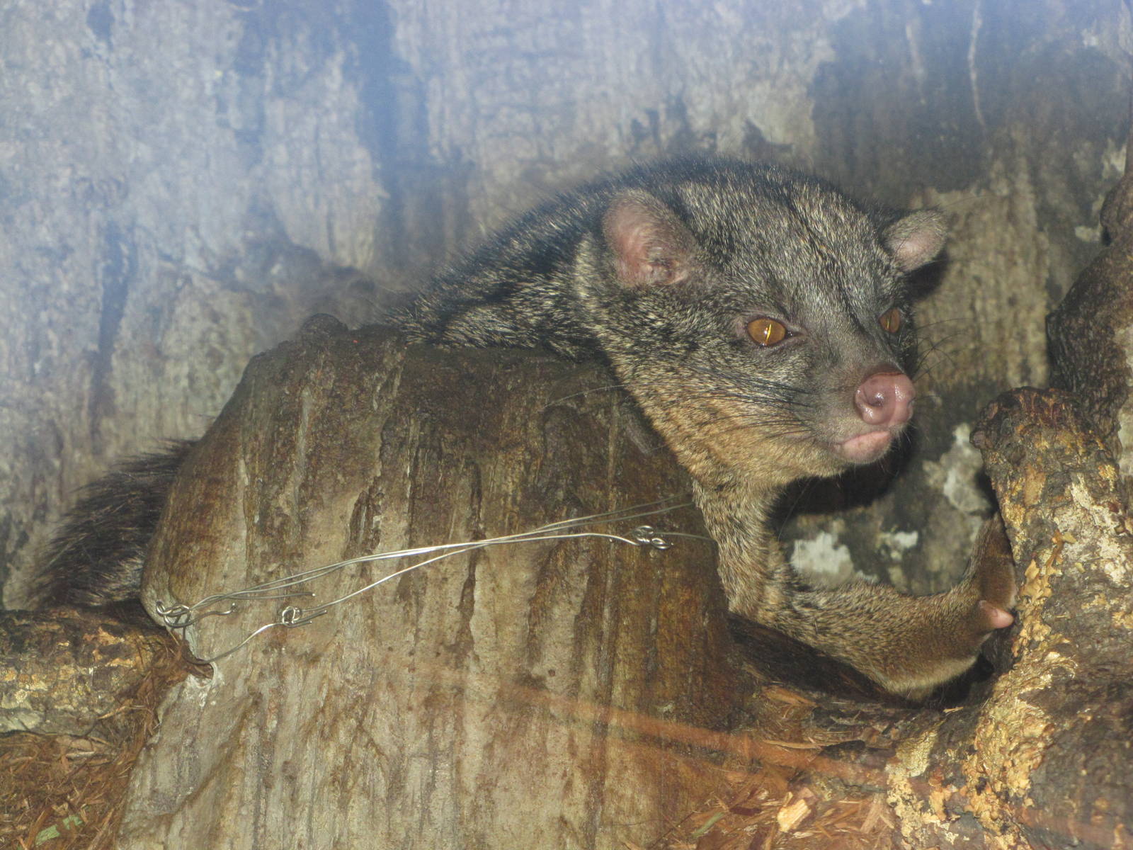San Antonio Zoo 2010 - African Palm Civet in Africa Live