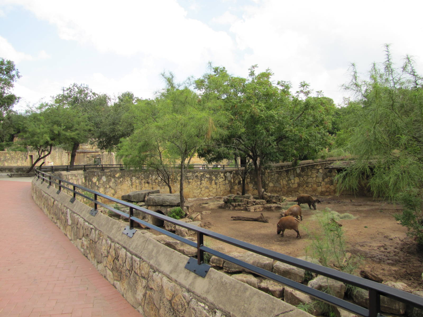 San Antonio Zoo 2010 - Alongside the Red River Hog exhibit