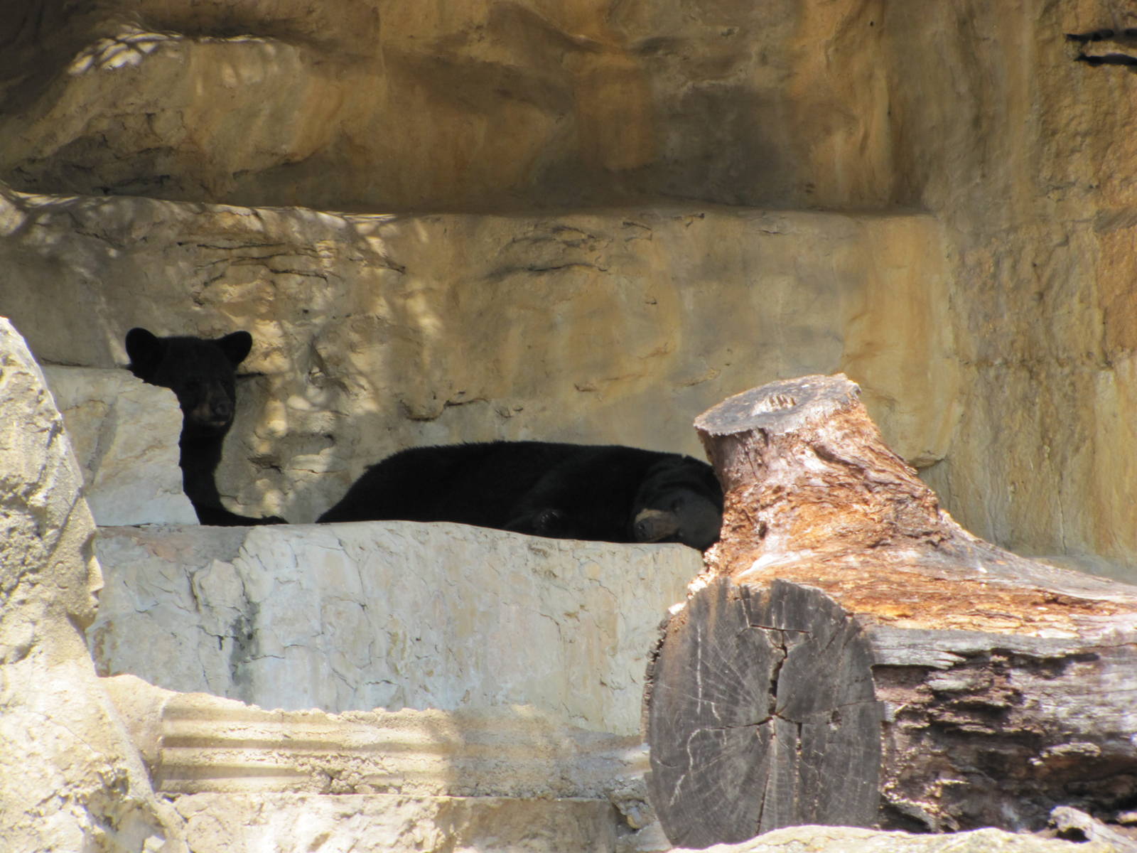 San Antonio Zoo 2010 - American Black Bears