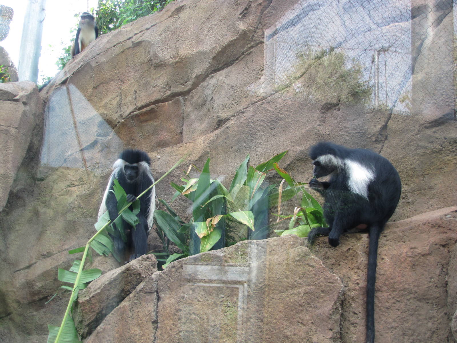 San Antonio Zoo 2010 - Angolan Colobus in Africa Live