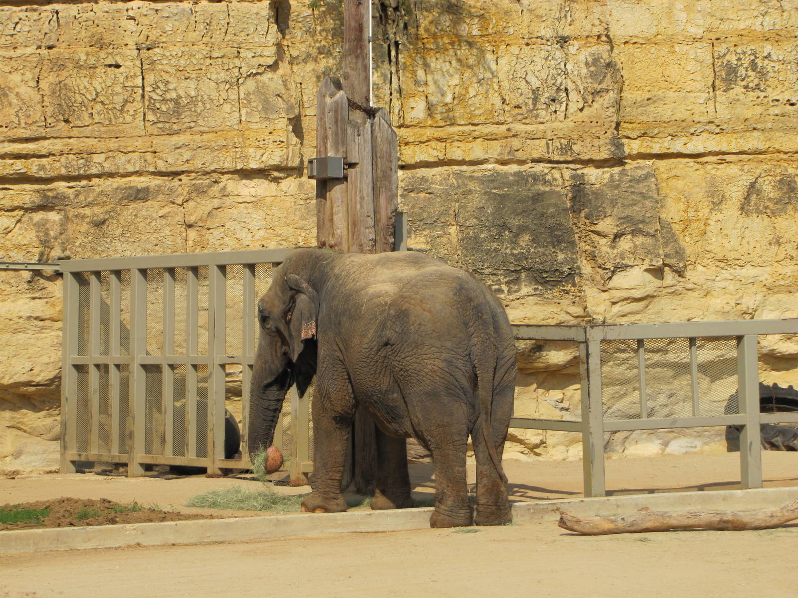 San Antonio Zoo 2010 - Asiatic Elephant