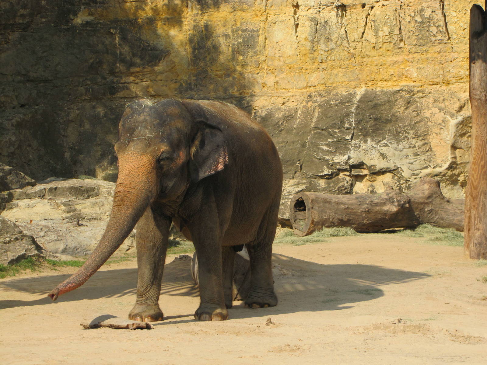 San Antonio Zoo 2010 - Asiatic Elephant