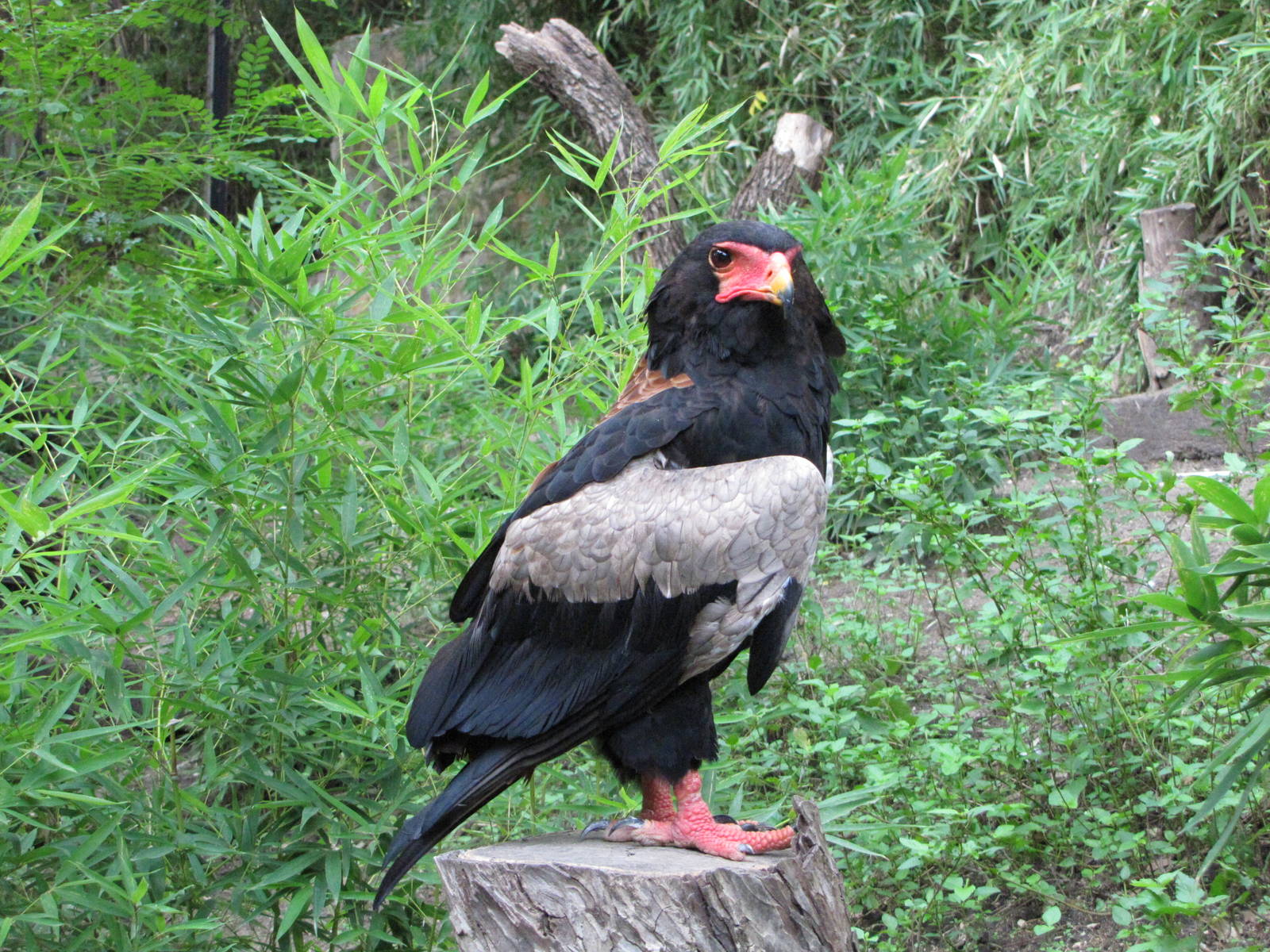 San Antonio Zoo 2010 - Bateleur Eagle in the Rift Valley