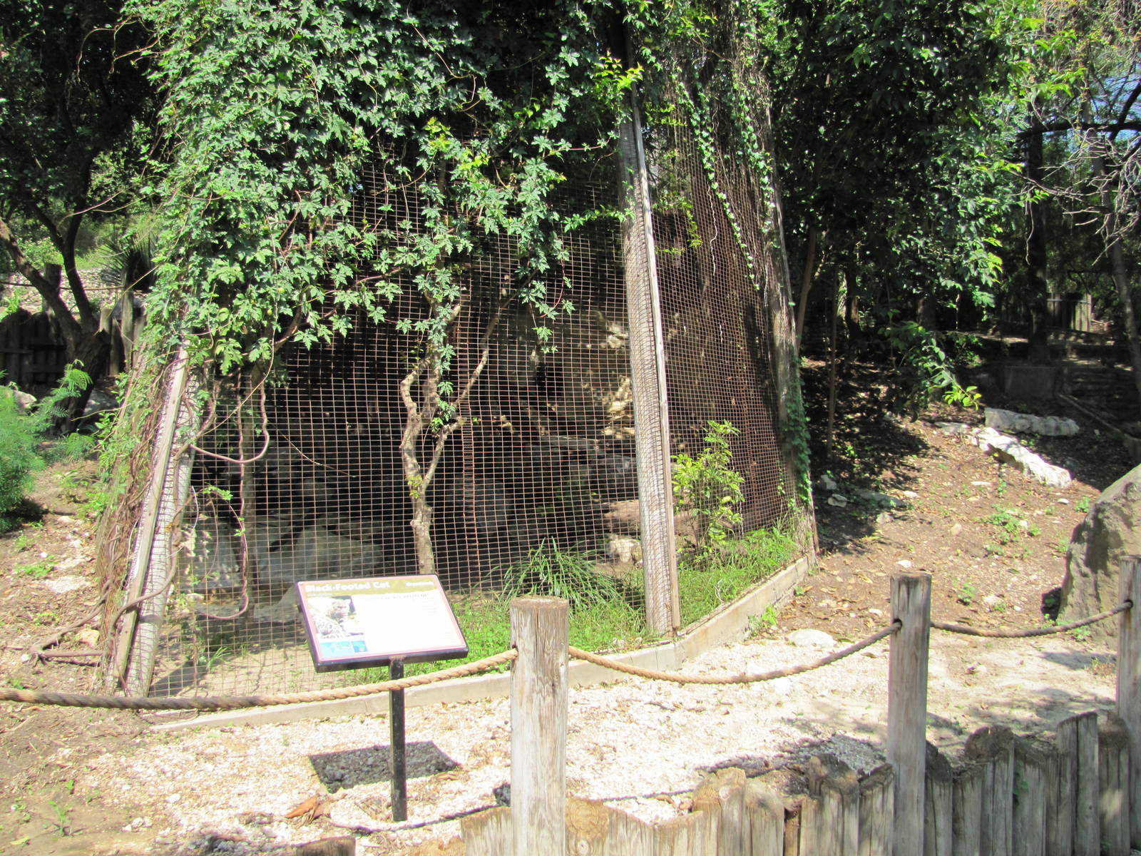 San Antonio Zoo 2010 - Black-footed Cat exhibit in the Rift Valley