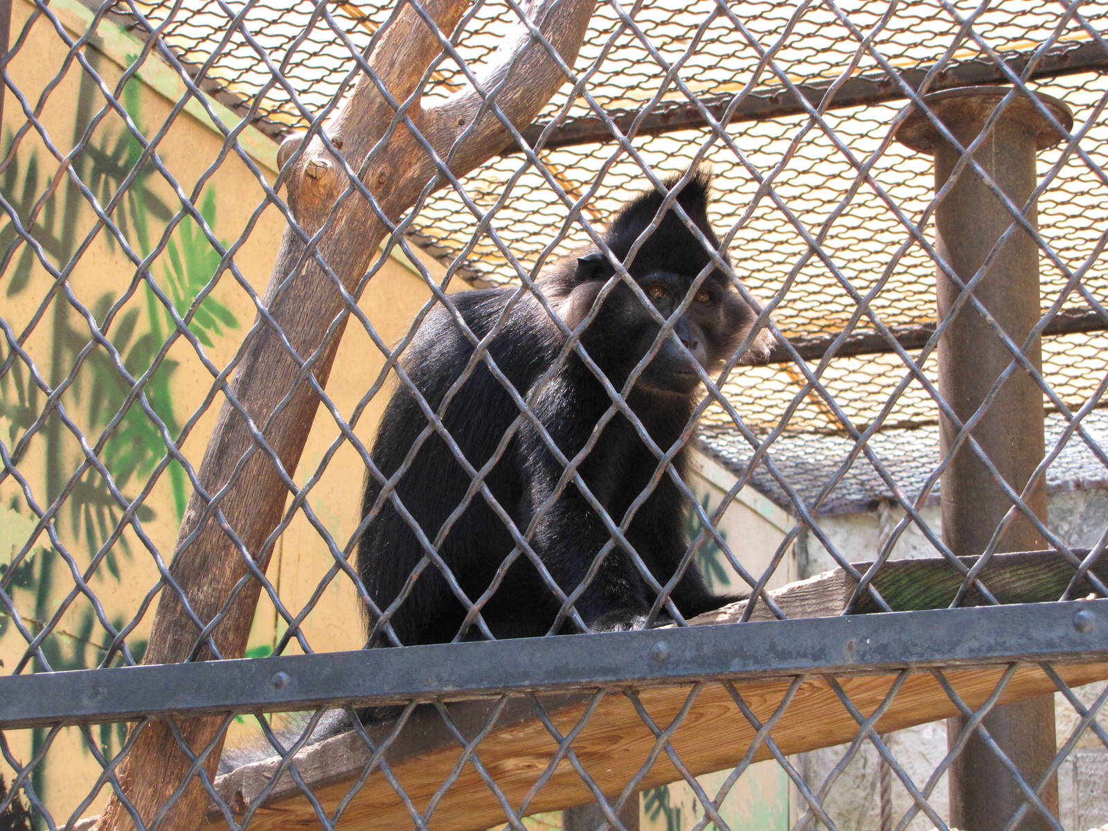 San Antonio Zoo 2010 - Black Mangabey