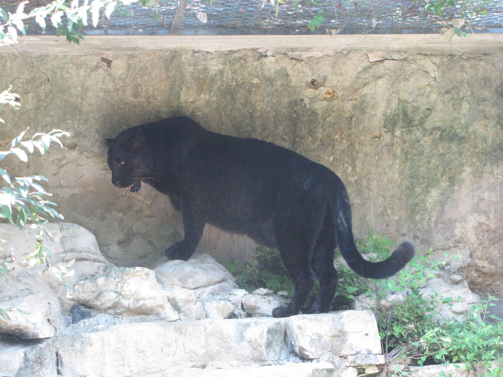 San Antonio Zoo 2010 - Black Panther