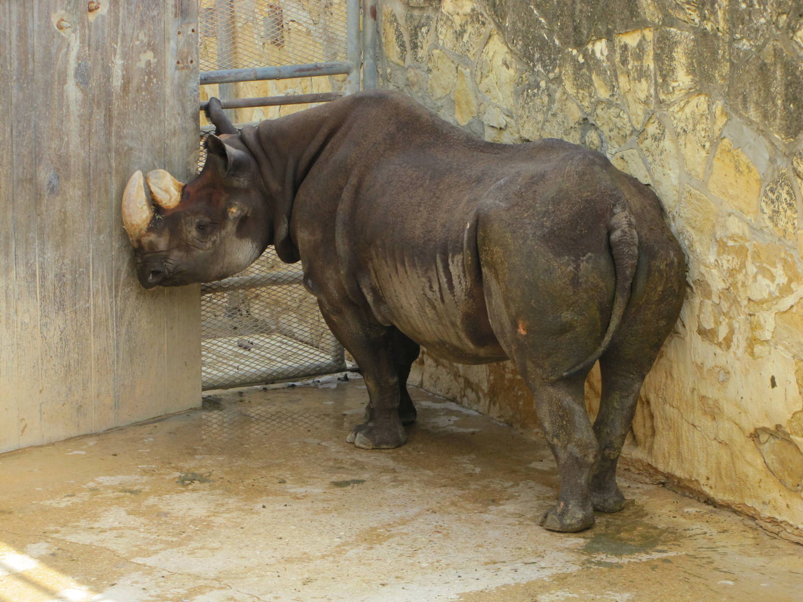 San Antonio Zoo 2010 - Black Rhinoceros in the Rift Valley