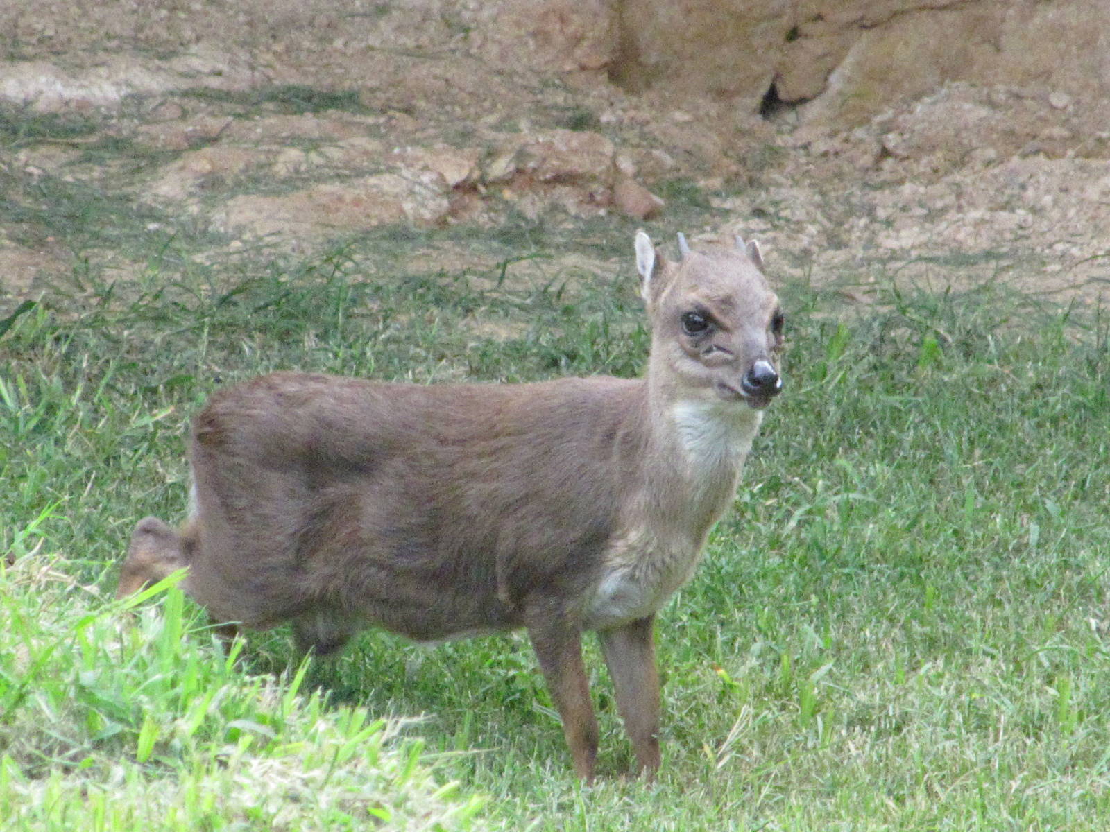 San Antonio Zoo 2010 - Blue Duiker